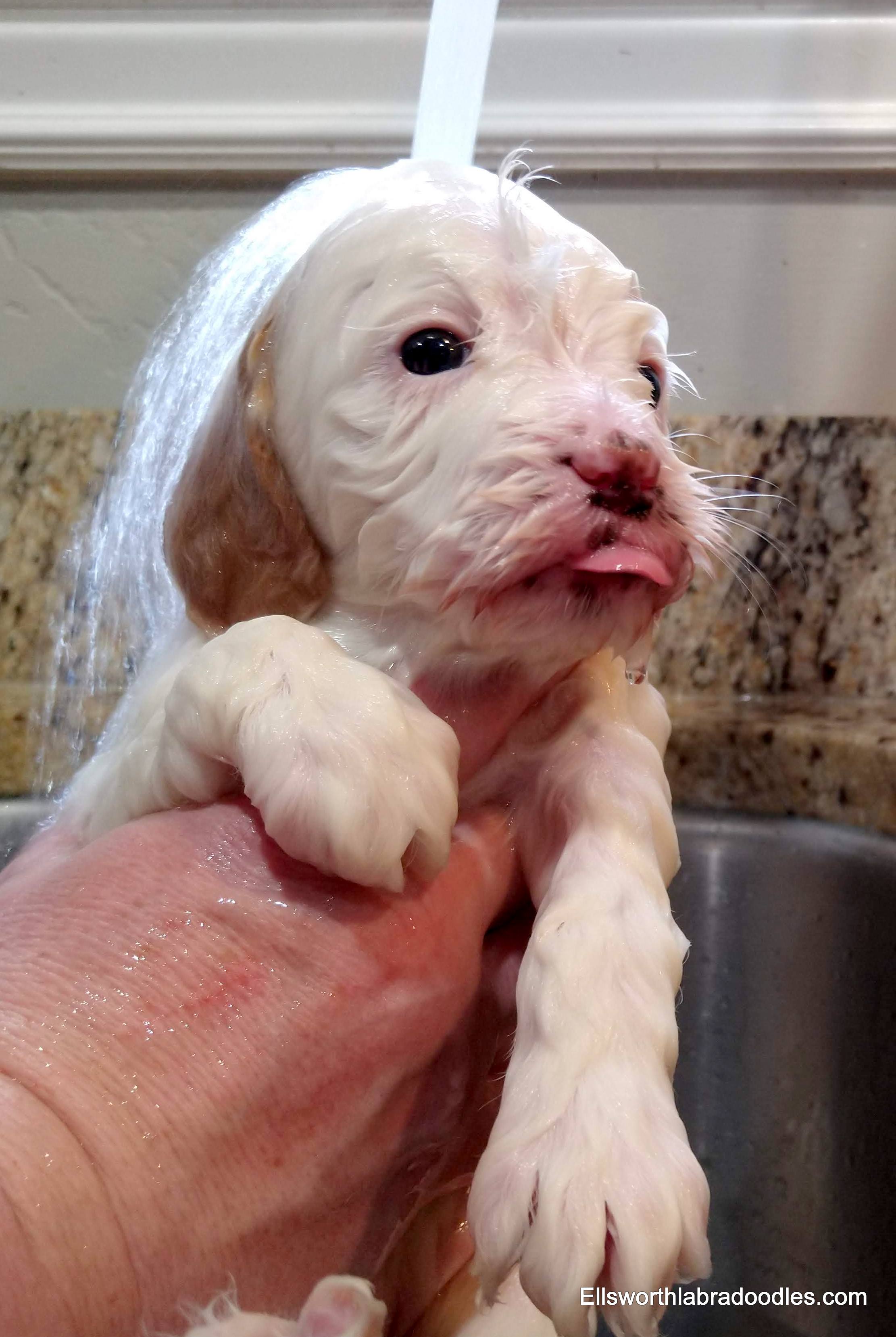 4 weeks old