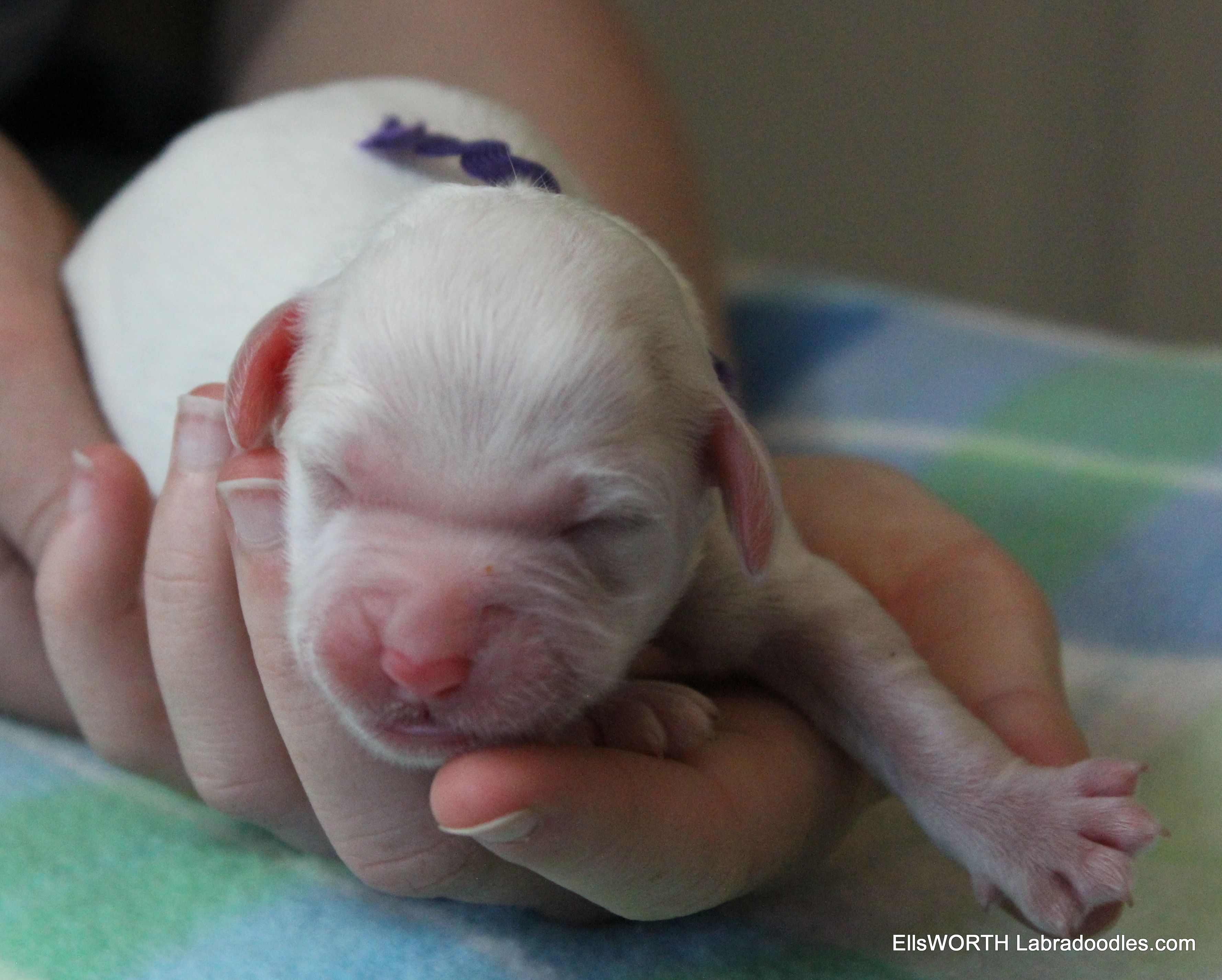 2nd puppy born at 3:52 AM