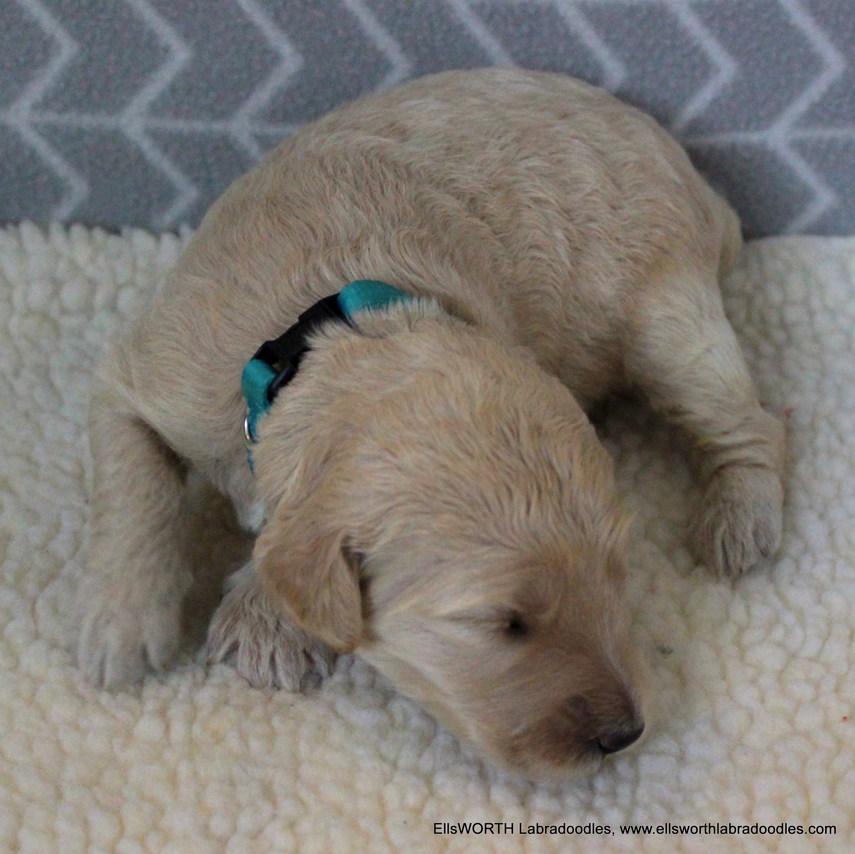 2 week old weight: 1.98 lbs