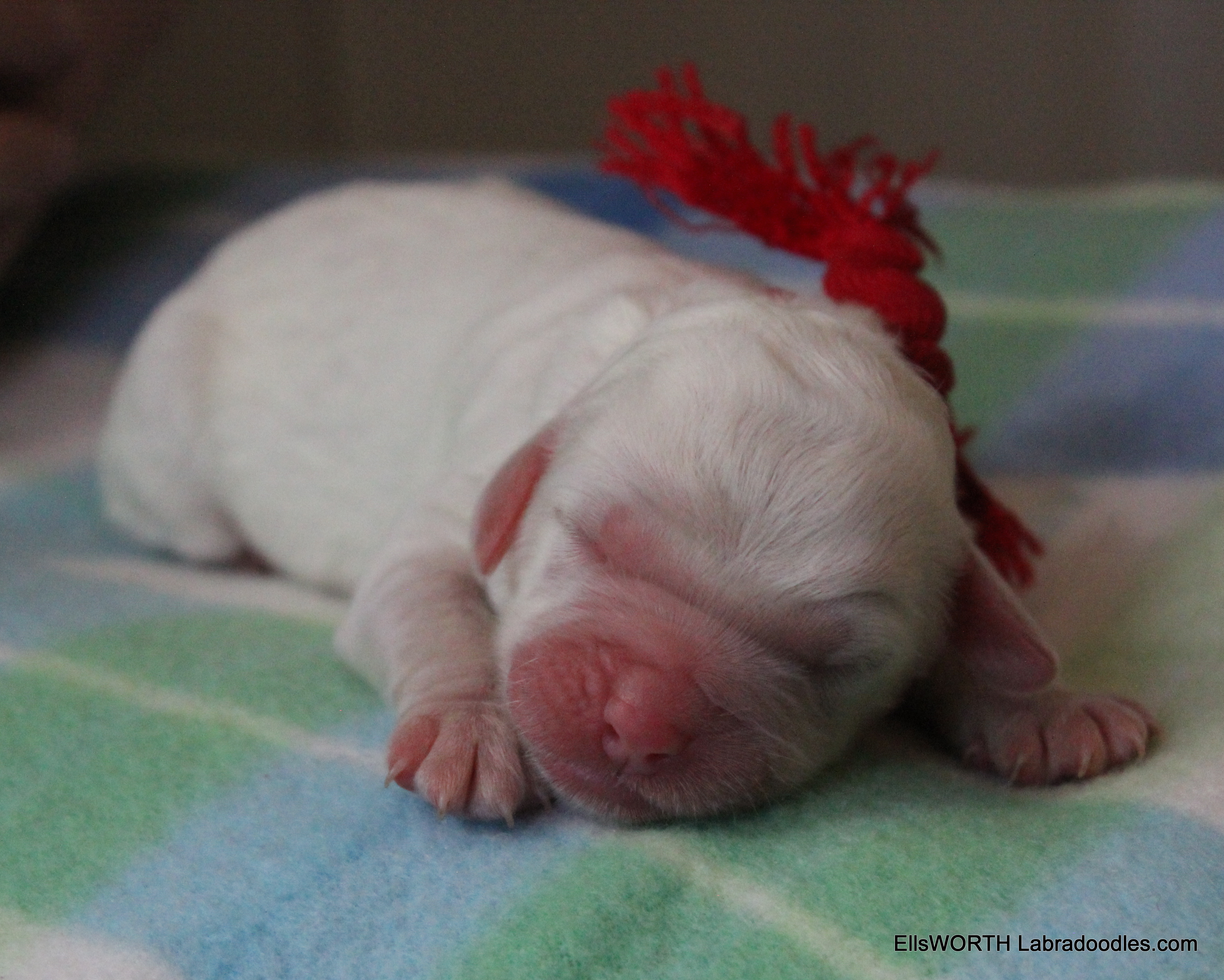 The last puppy born at 7:48 AM