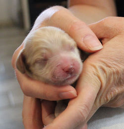 1 day old weight 8 oz