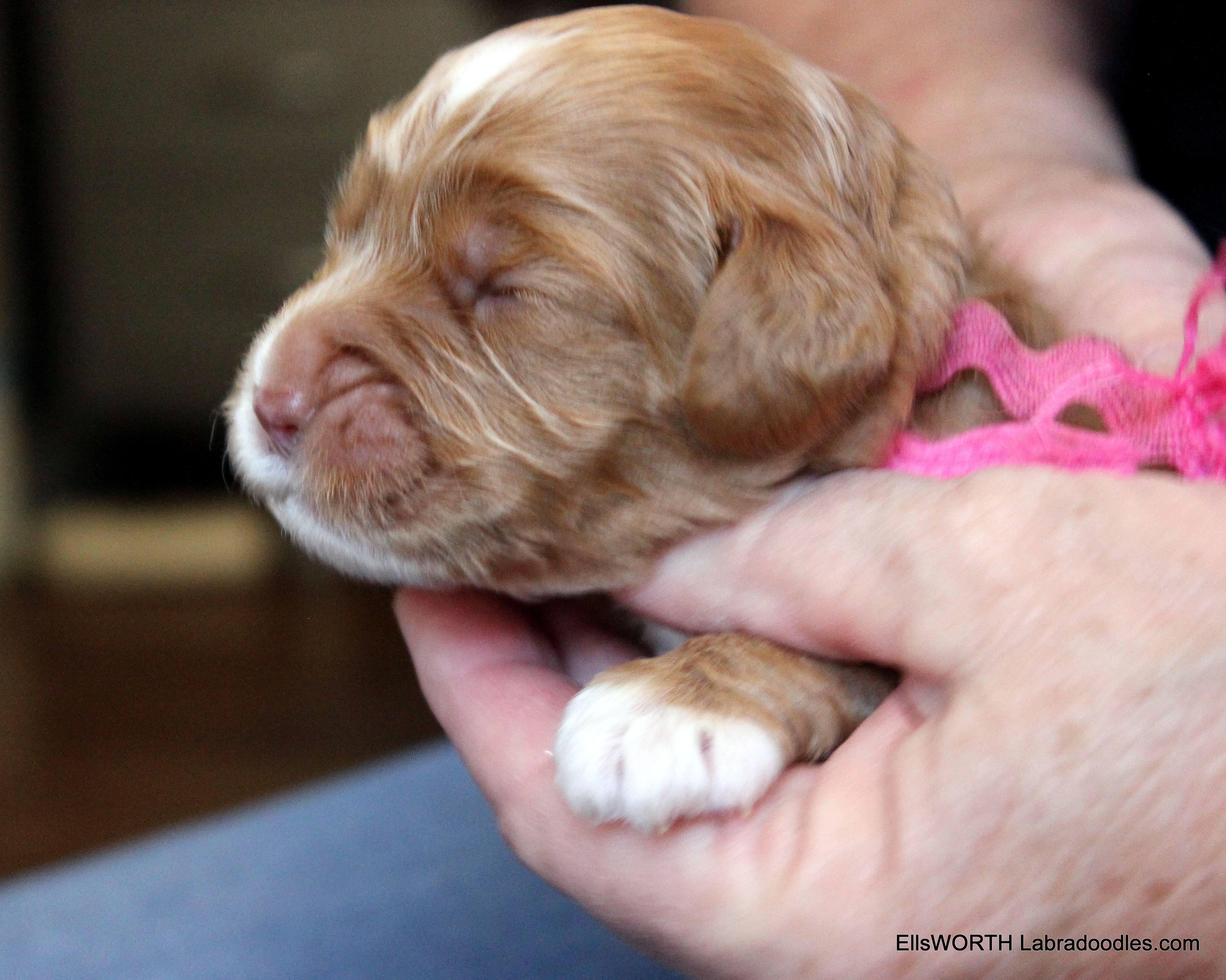 10 days old