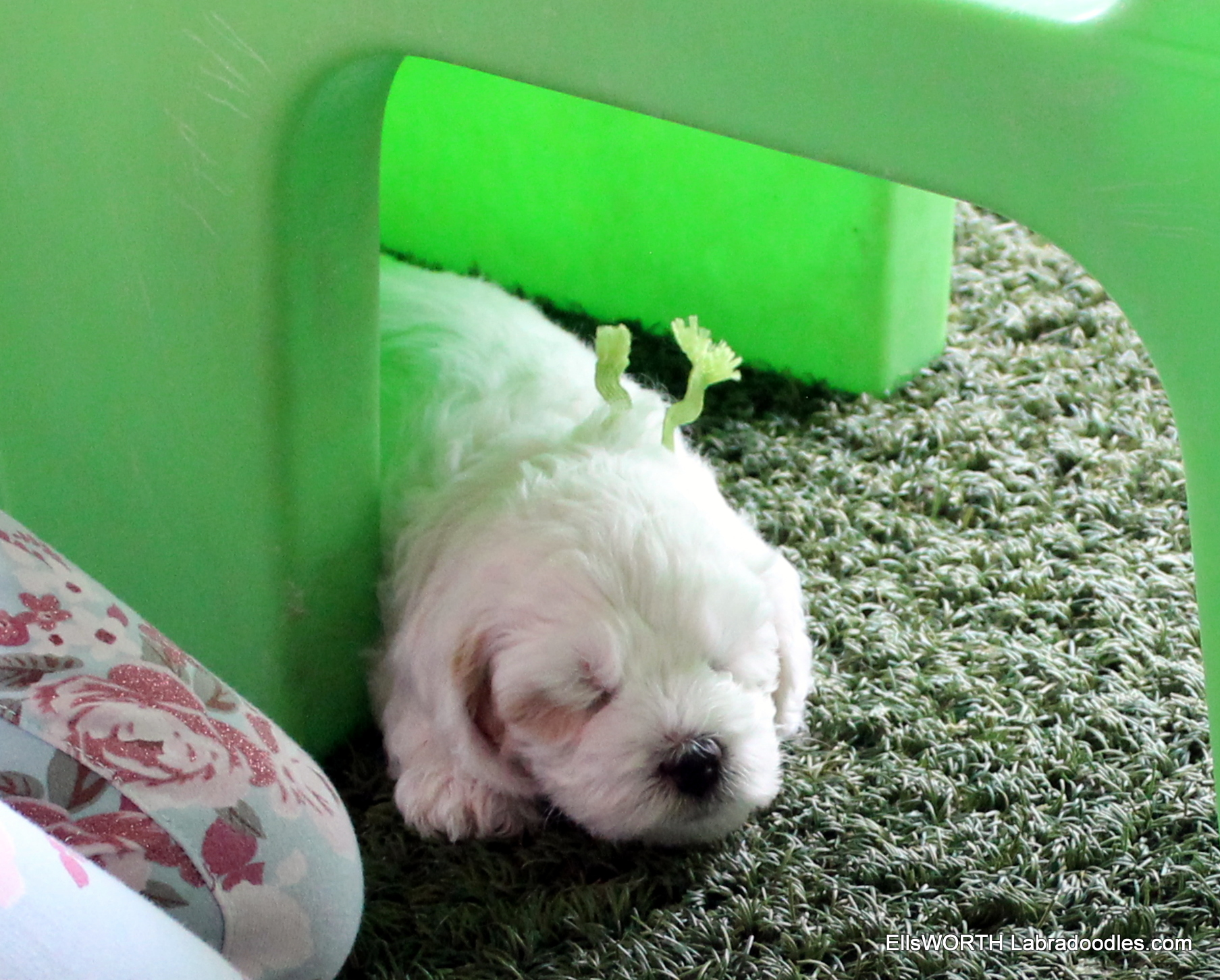 sleepy puppy