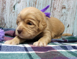 a darling caramel girl