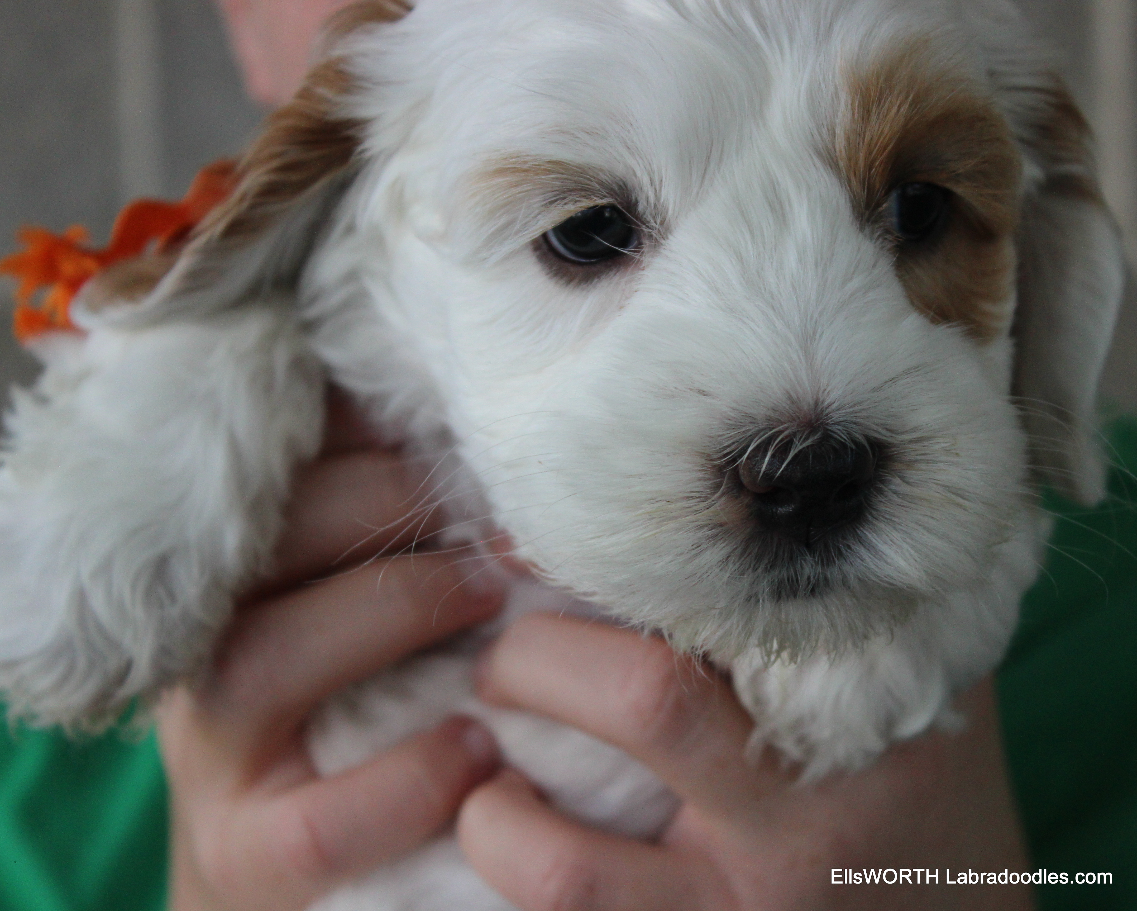 6 weeks old weighs 4.14 lbs