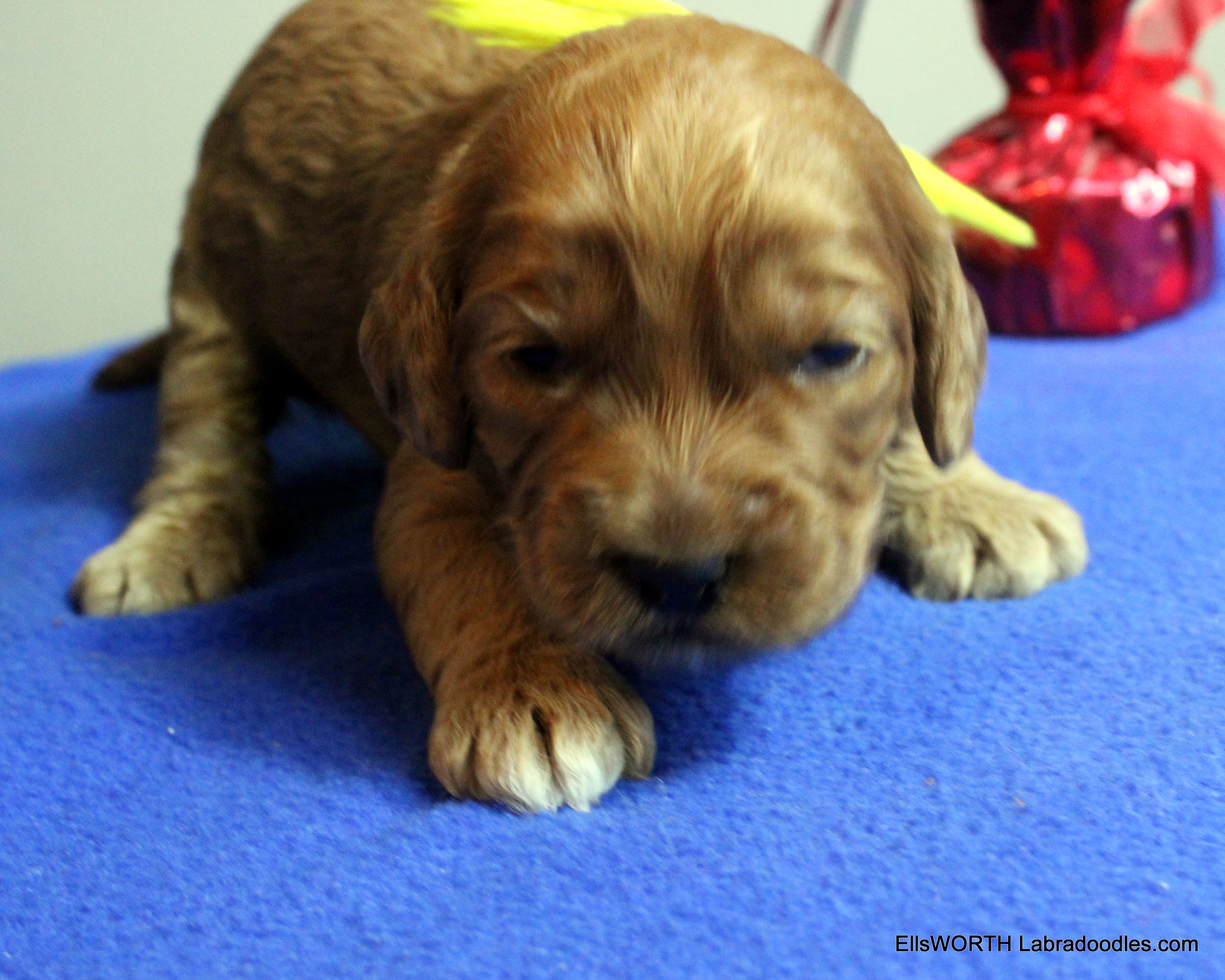 2 weeks old weighs 1.97 lbs