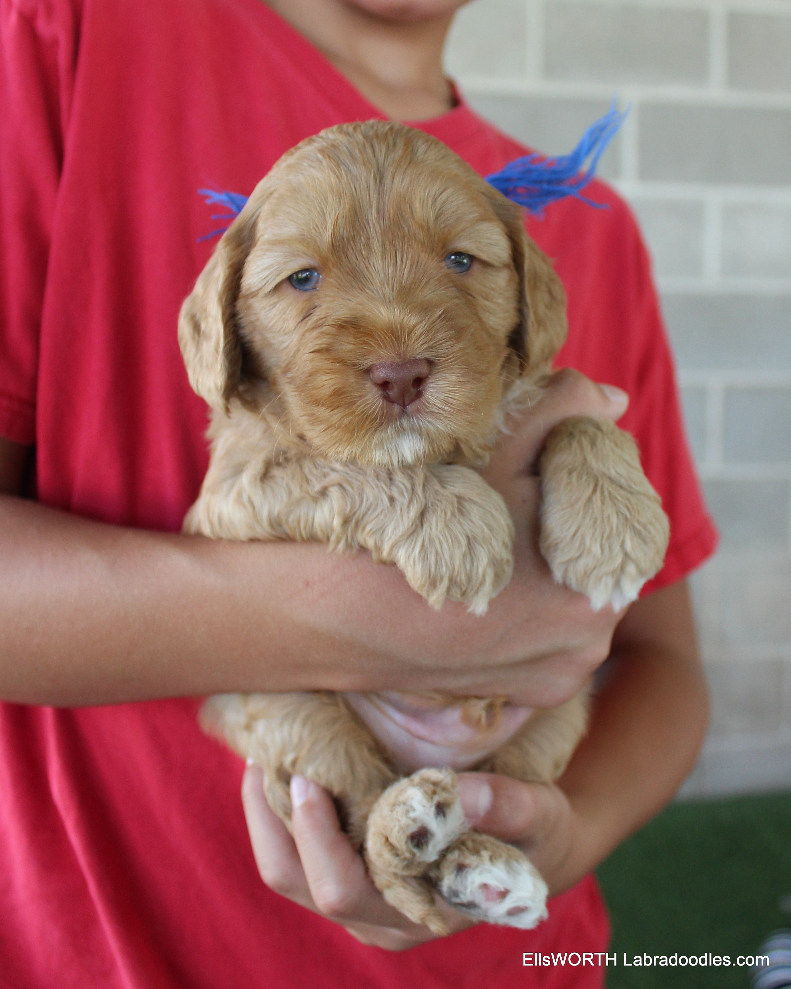 He is called a caramel