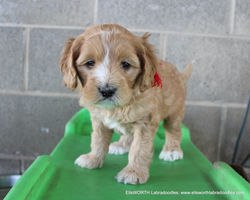 5 weeks old weighs 4.8 lbs
