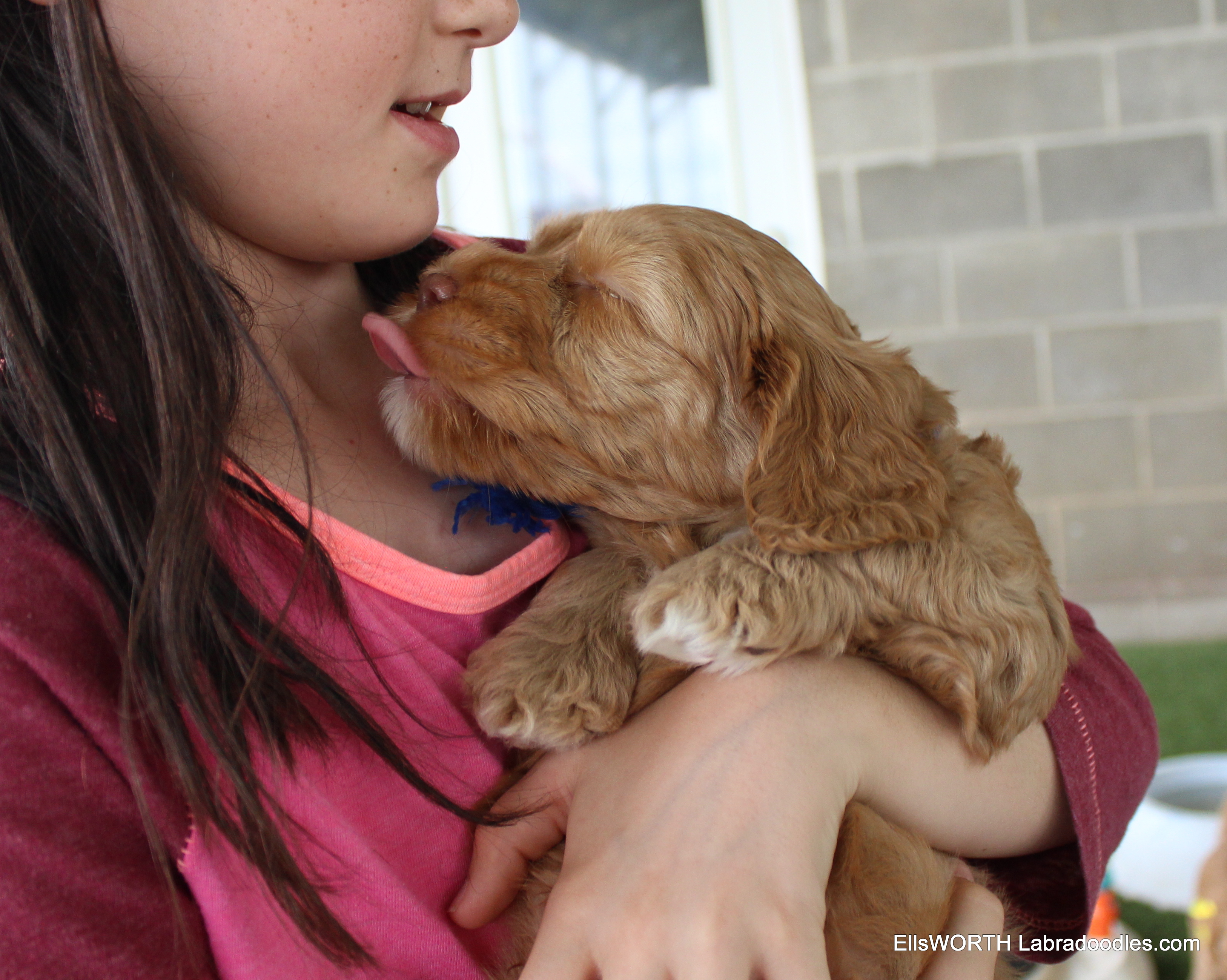 giving puppy kisses