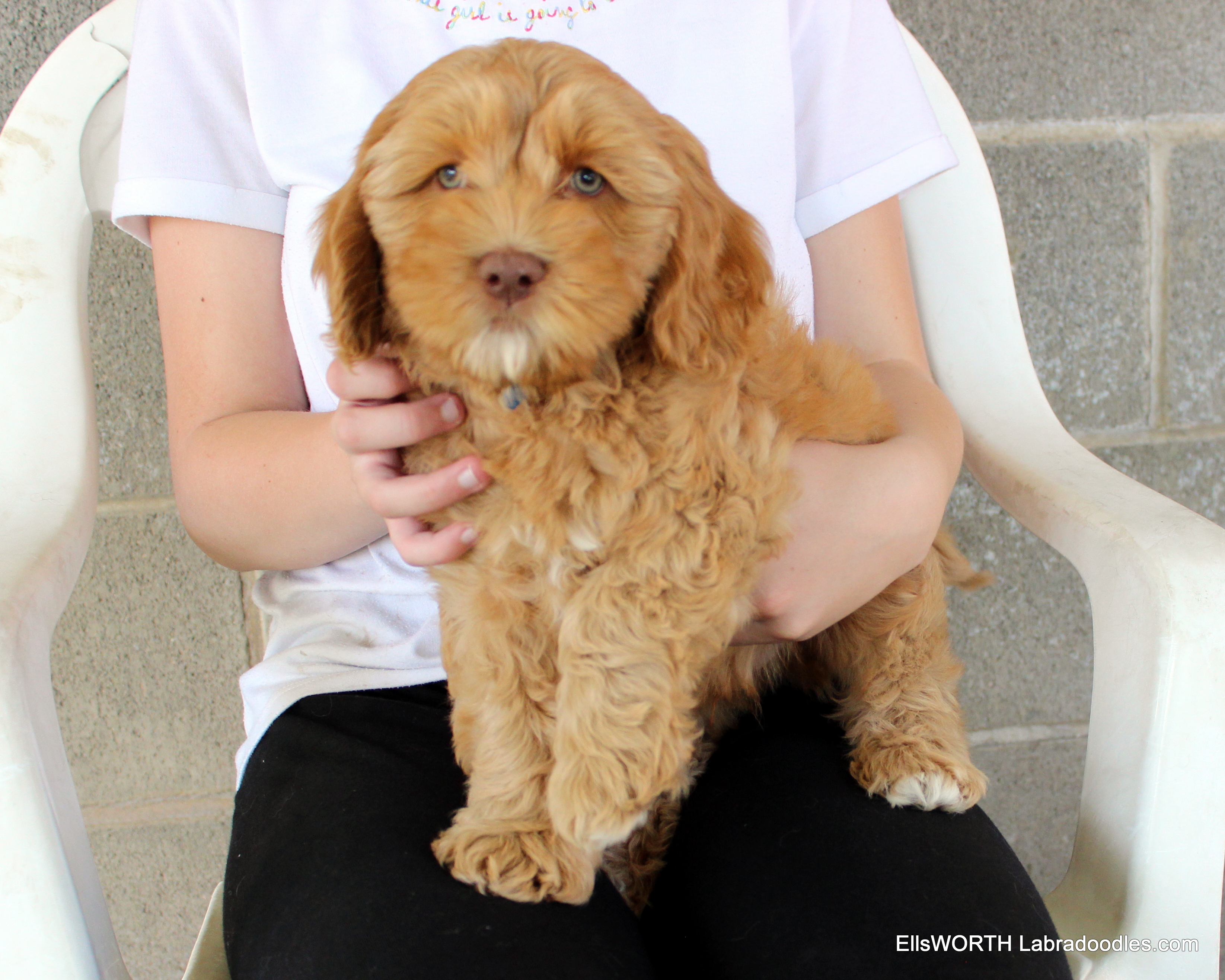 9 weeks old weighs 7.1 lbs