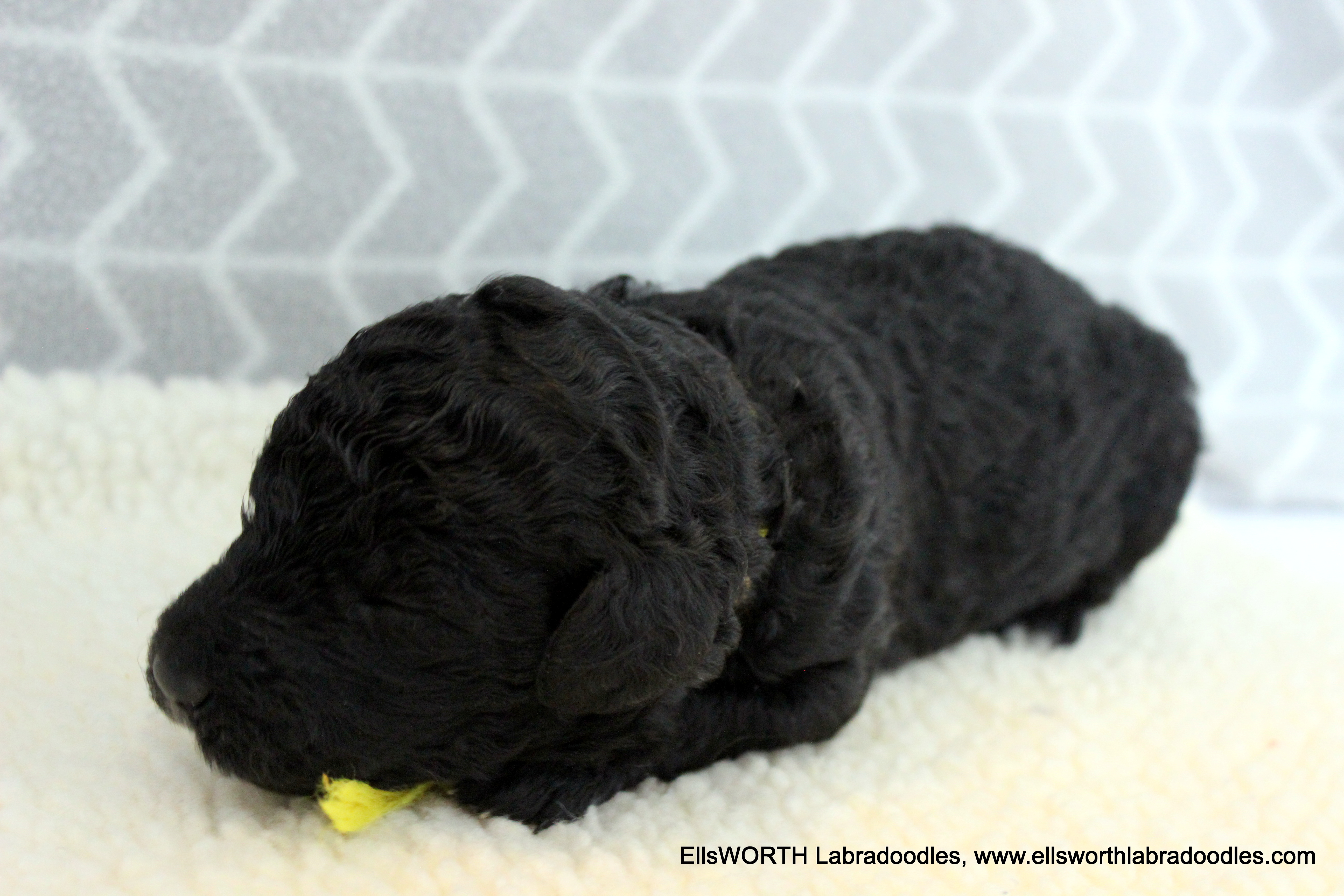 2 weeks old