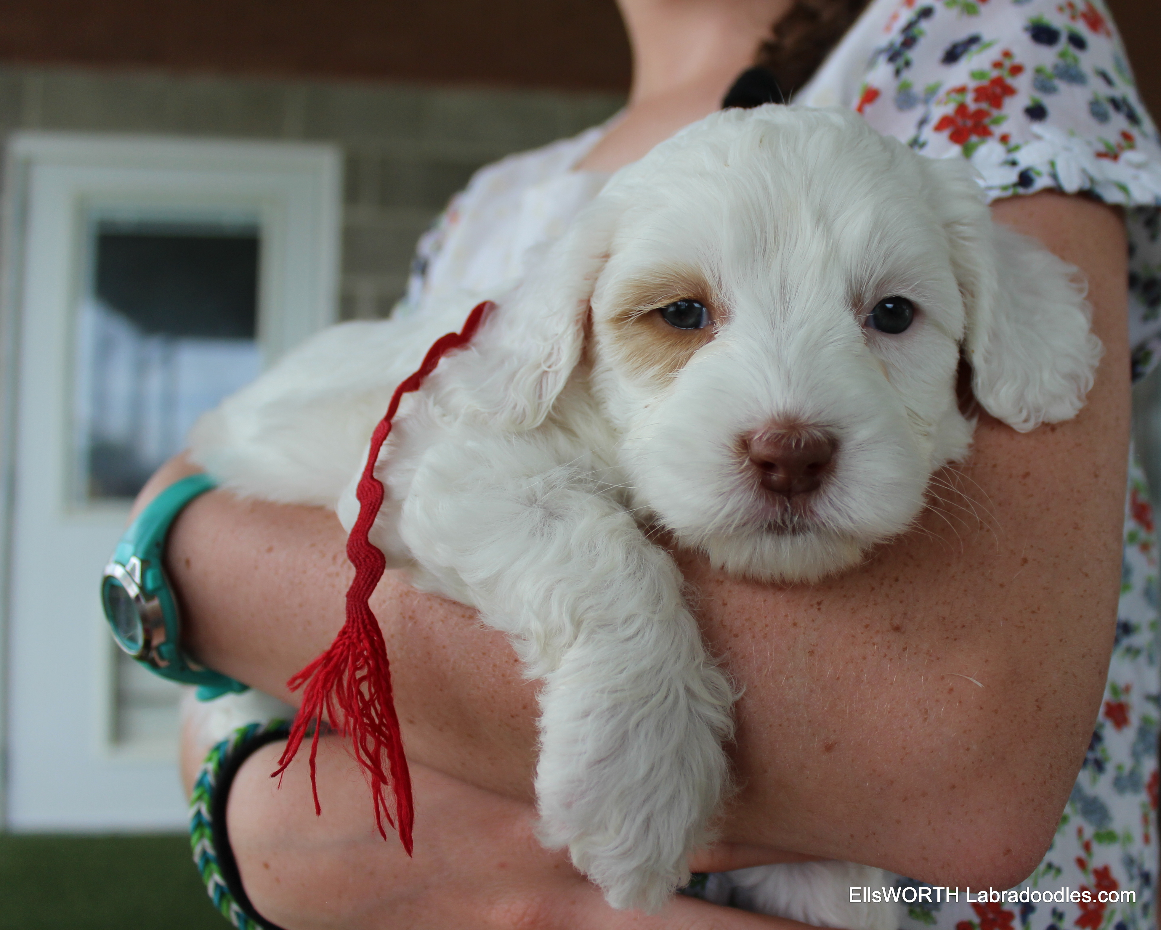 5 weeks old weighs 3.5 lbs
