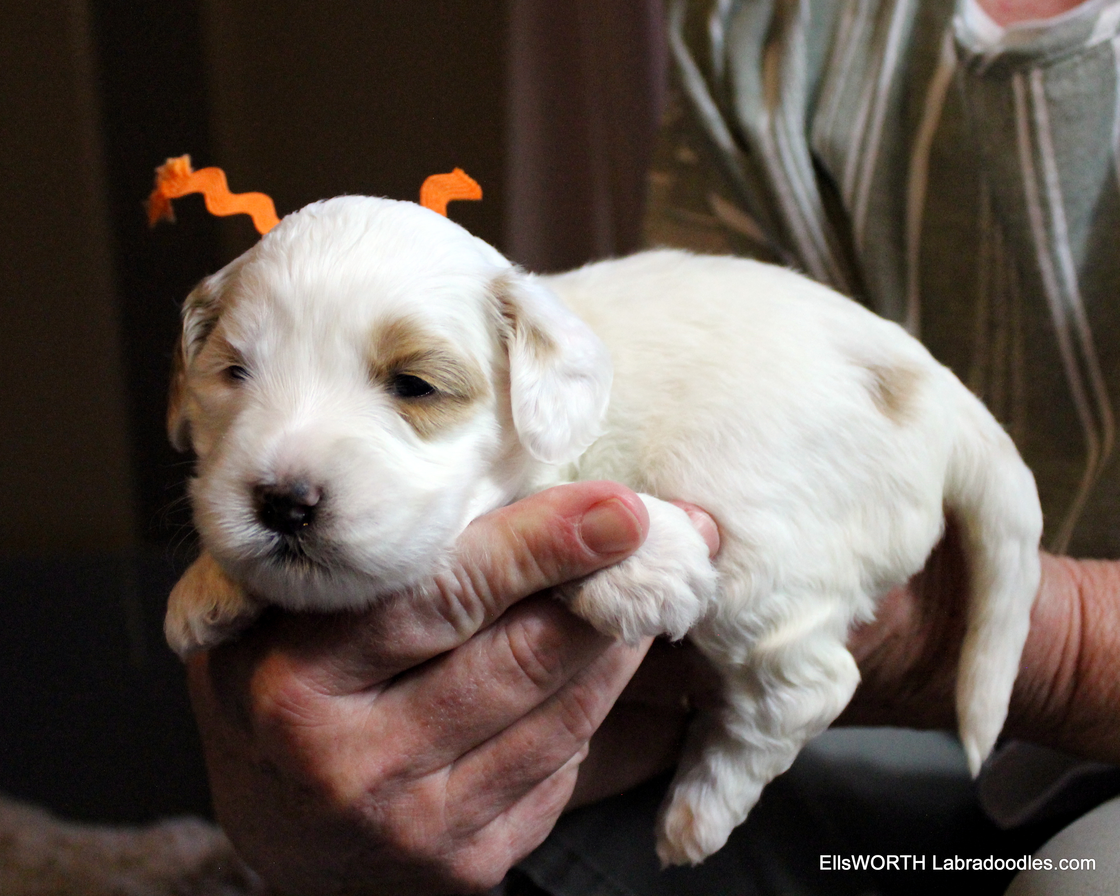 she has a caramel ear, and eye