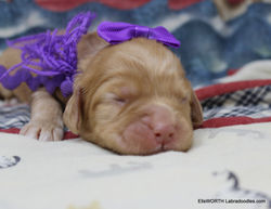 1 week old weighs 0.87 lbs