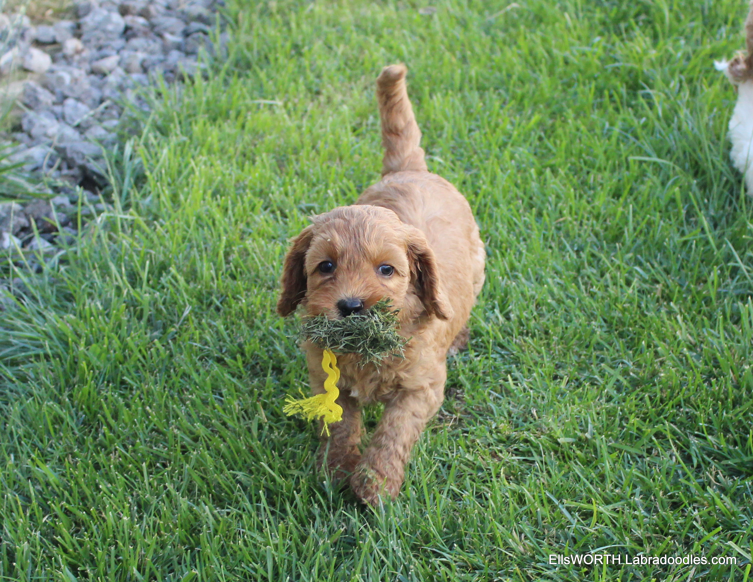 playful