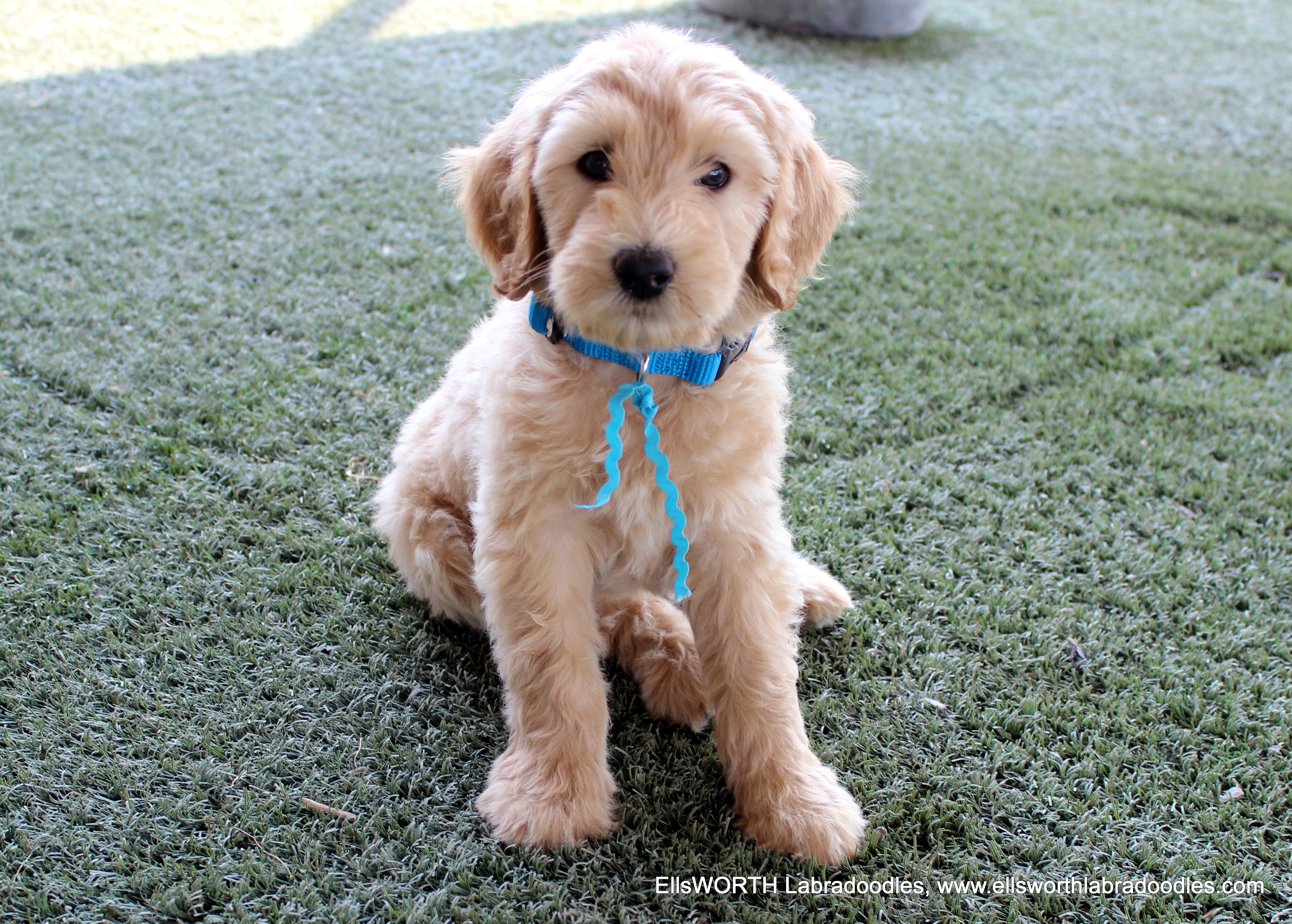 8 weeks old weighs 7.1 lb