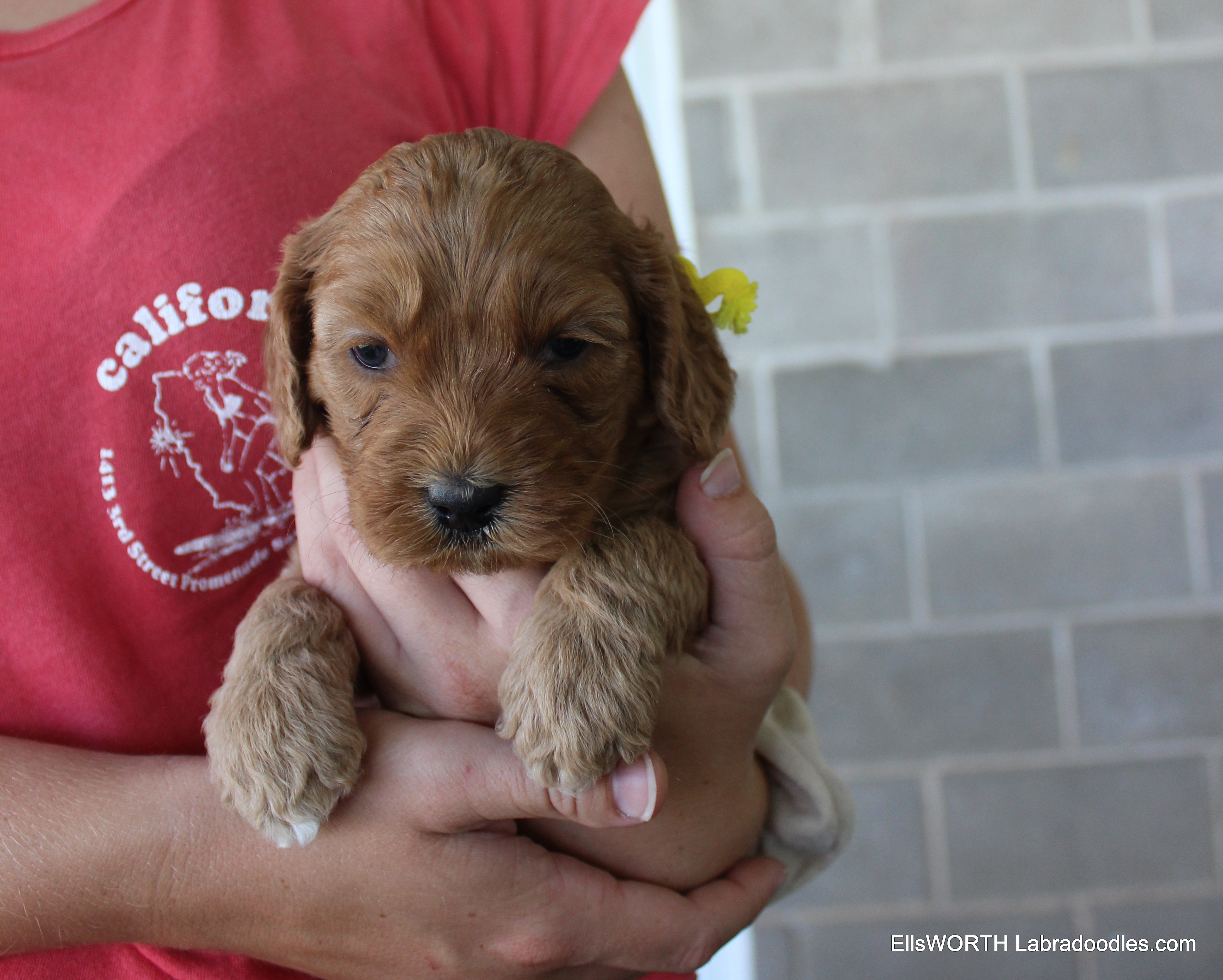 4 weeks old weighs 3.0 lbs