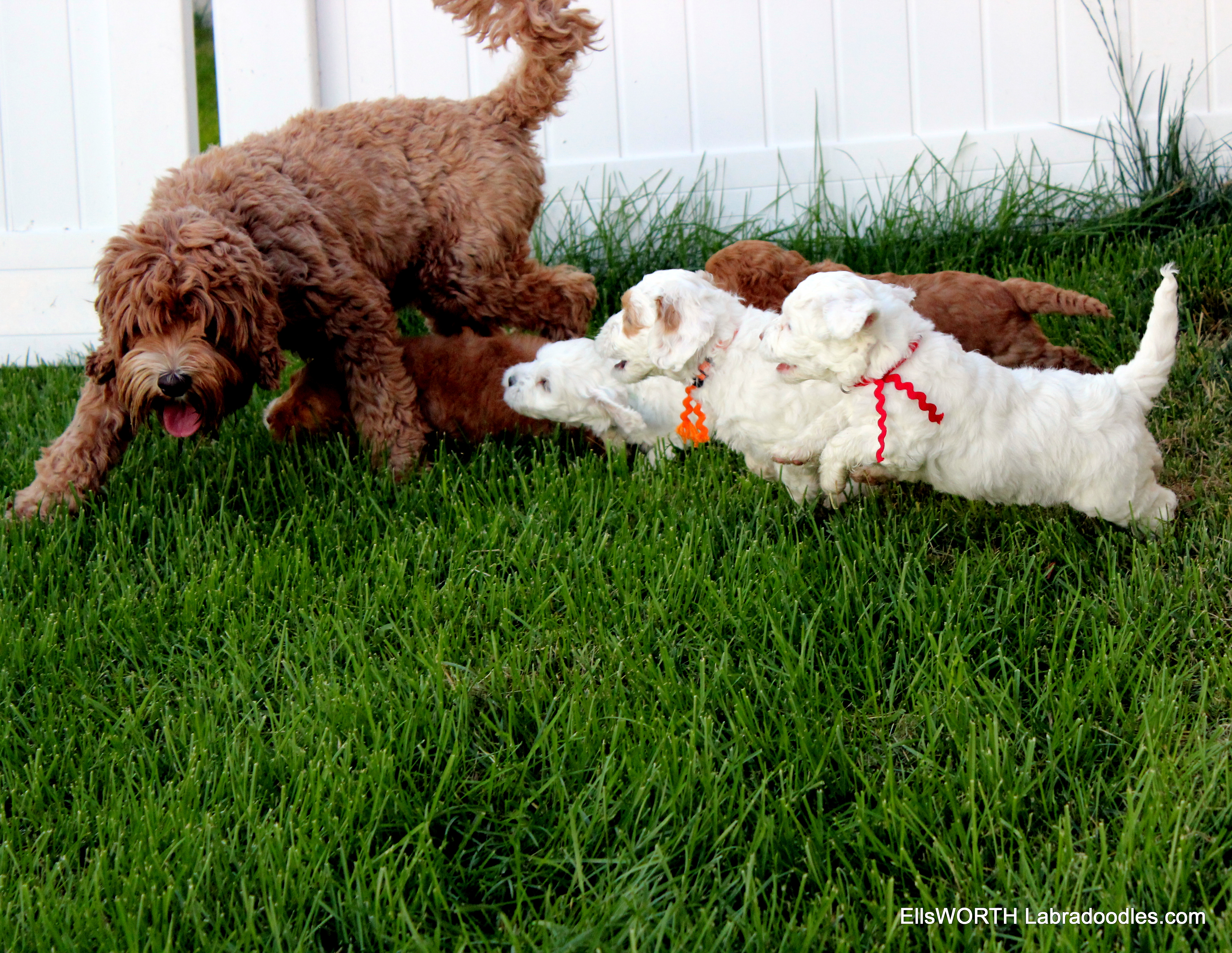 chasing the "milk bar"