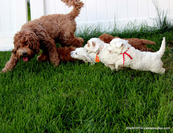 chasing the "milk bar"