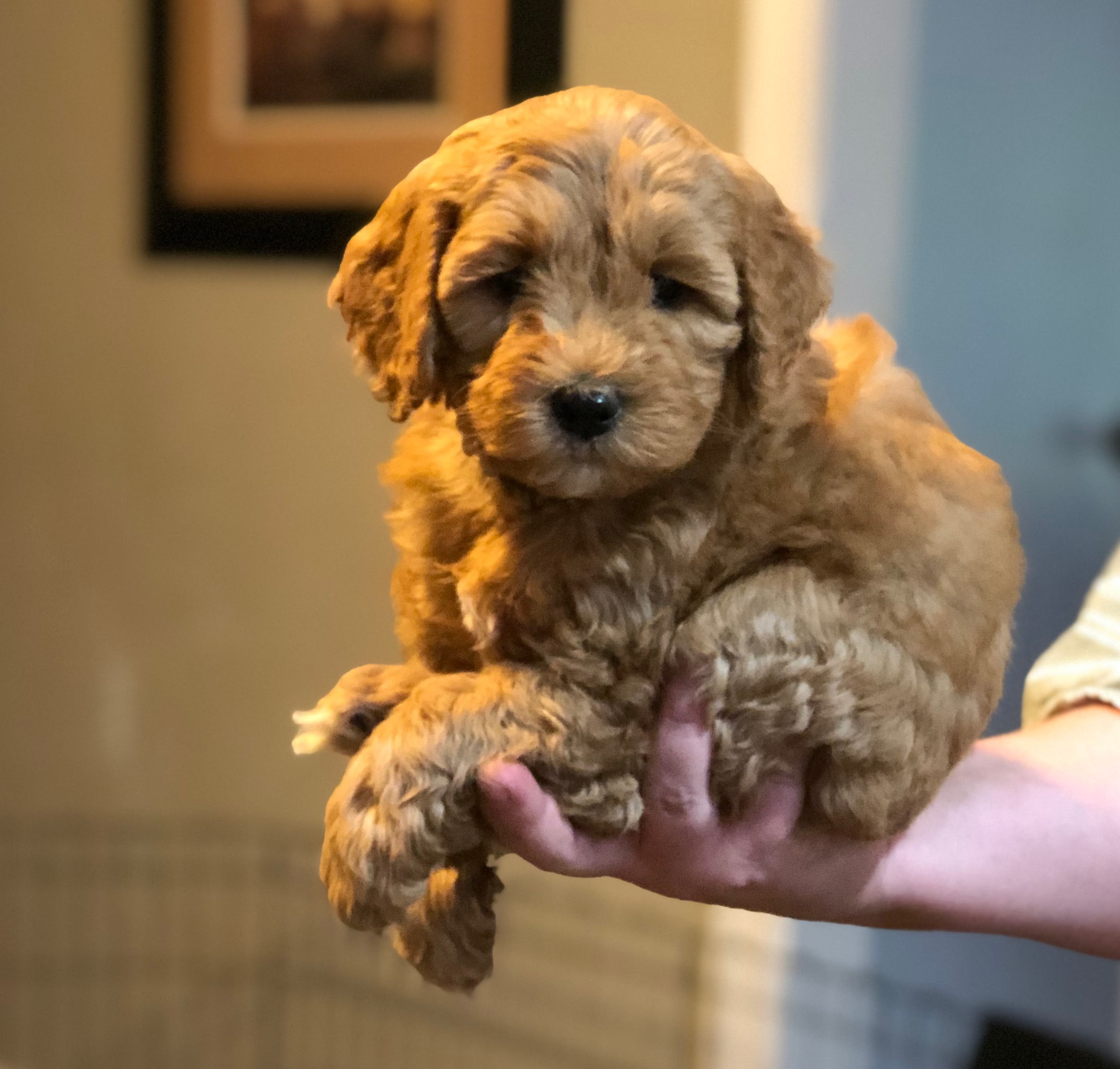 Ruth is one of our smallest pups