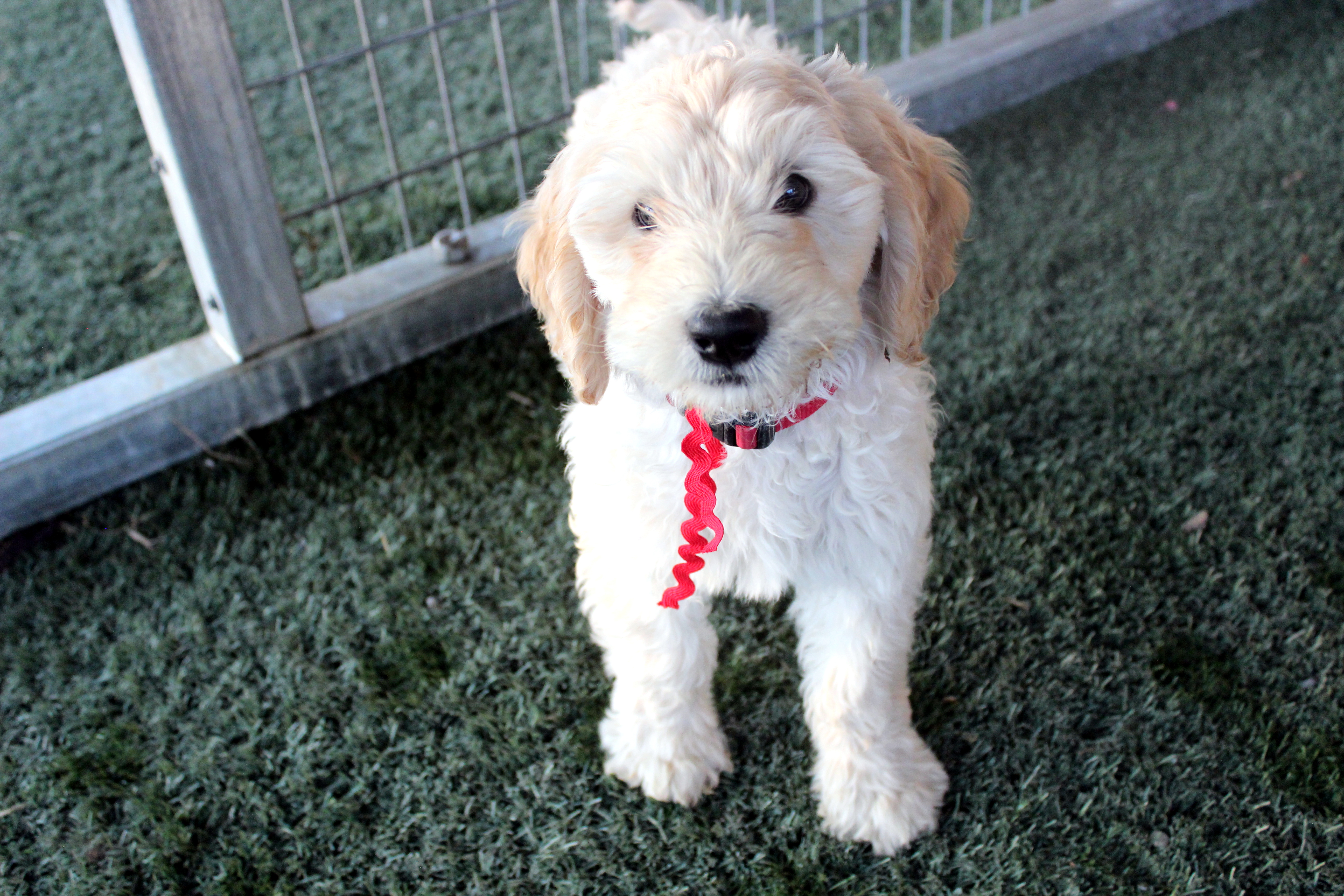 9 weeks old weighs 11.3 lbs