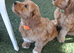waiting for a treat. He will wait and wait.