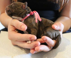 Chocolate with white chest.