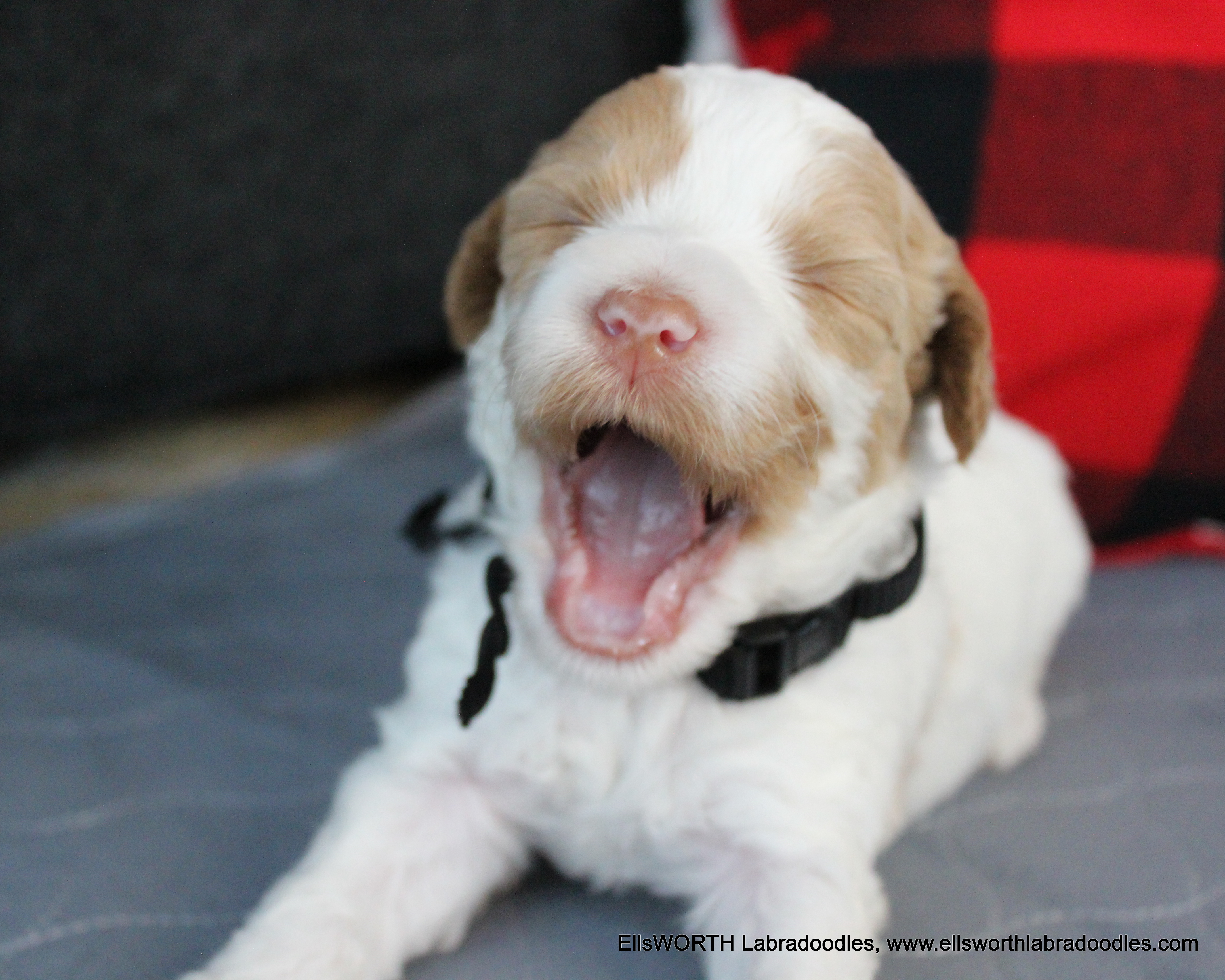 that face!