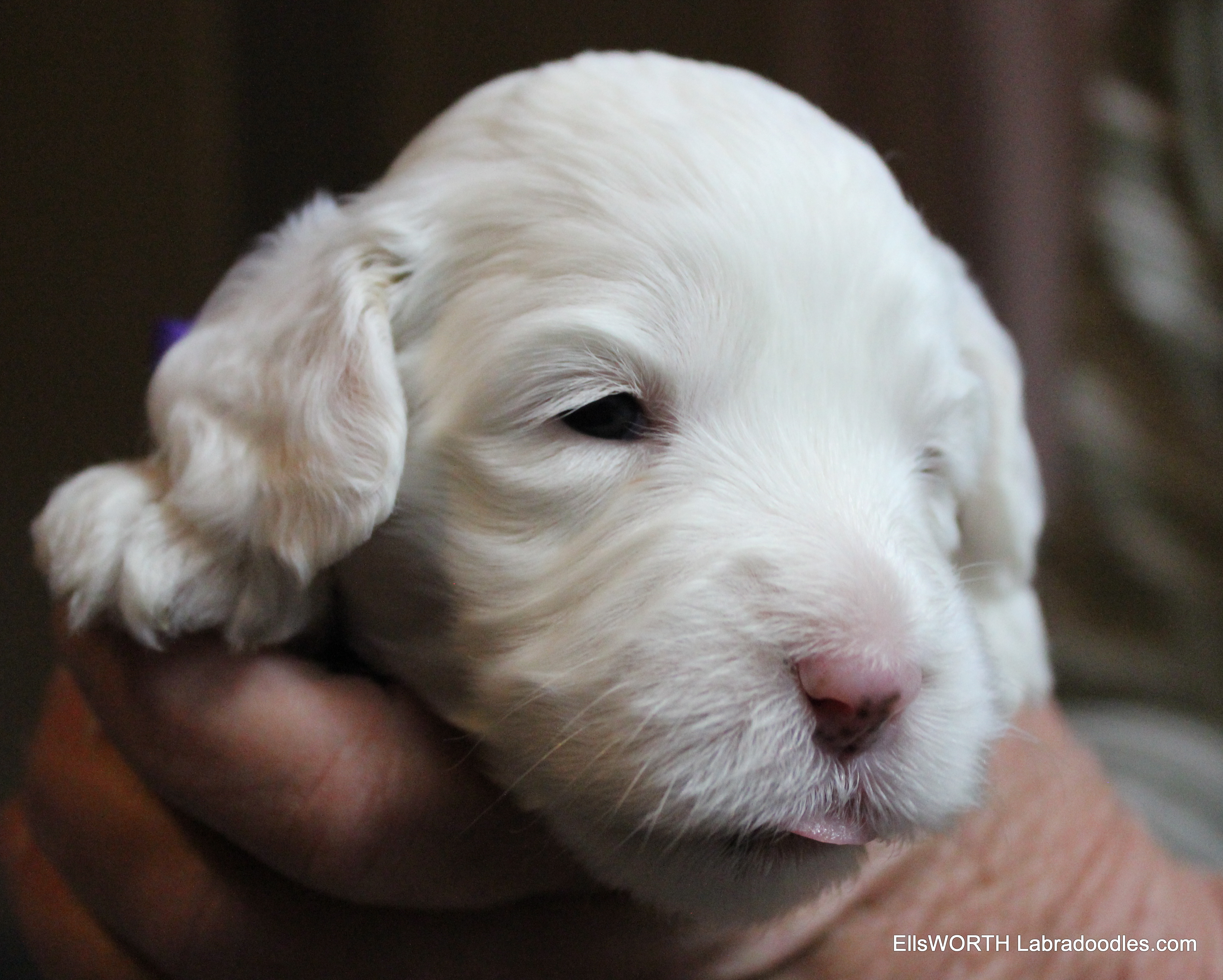 3 weeks old weighs 2.31 lbs