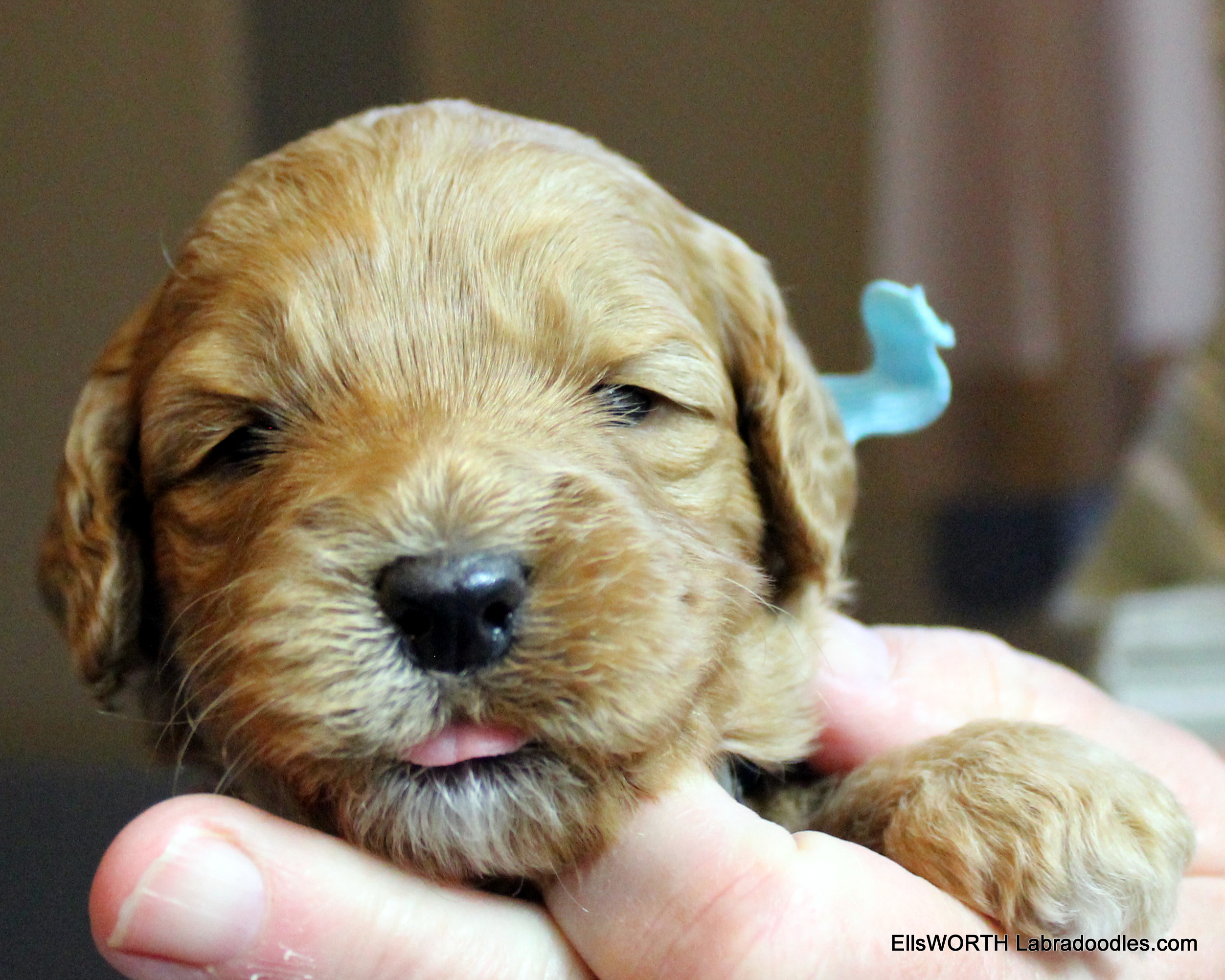 3 weeks old weighs 2.02 lbs