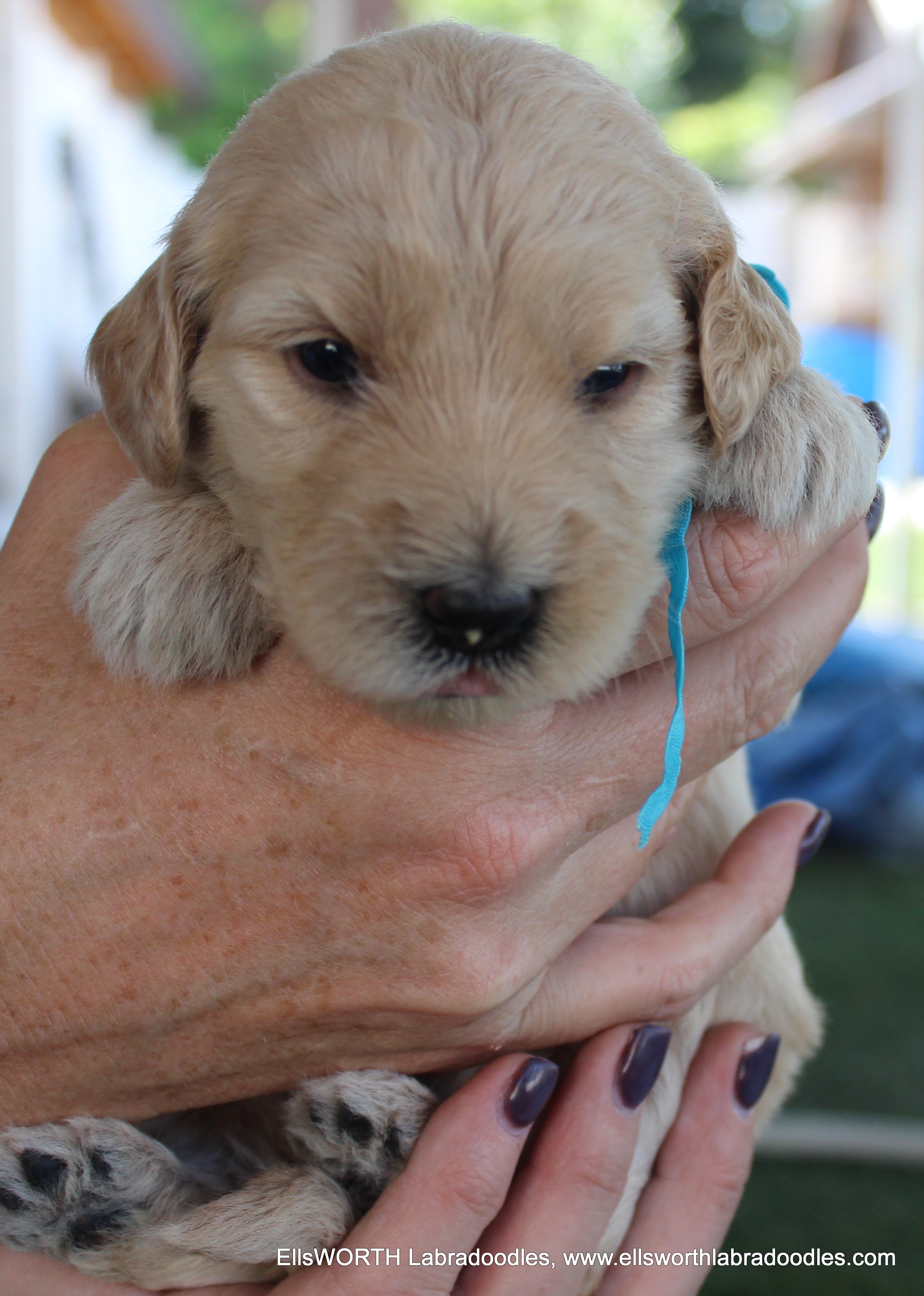 3 weeks old weighs 2.95 lbs.