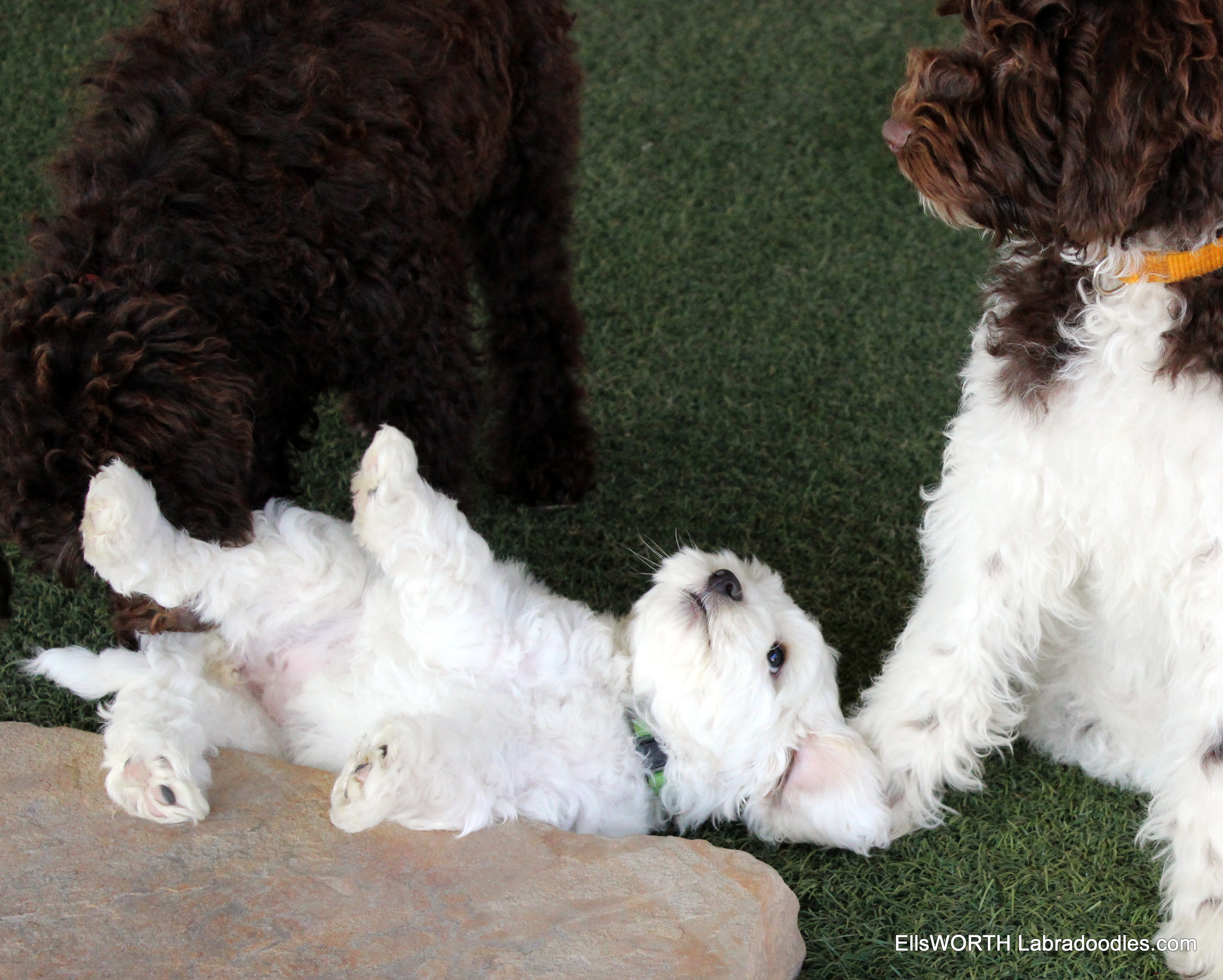 The big puppies playing with her.