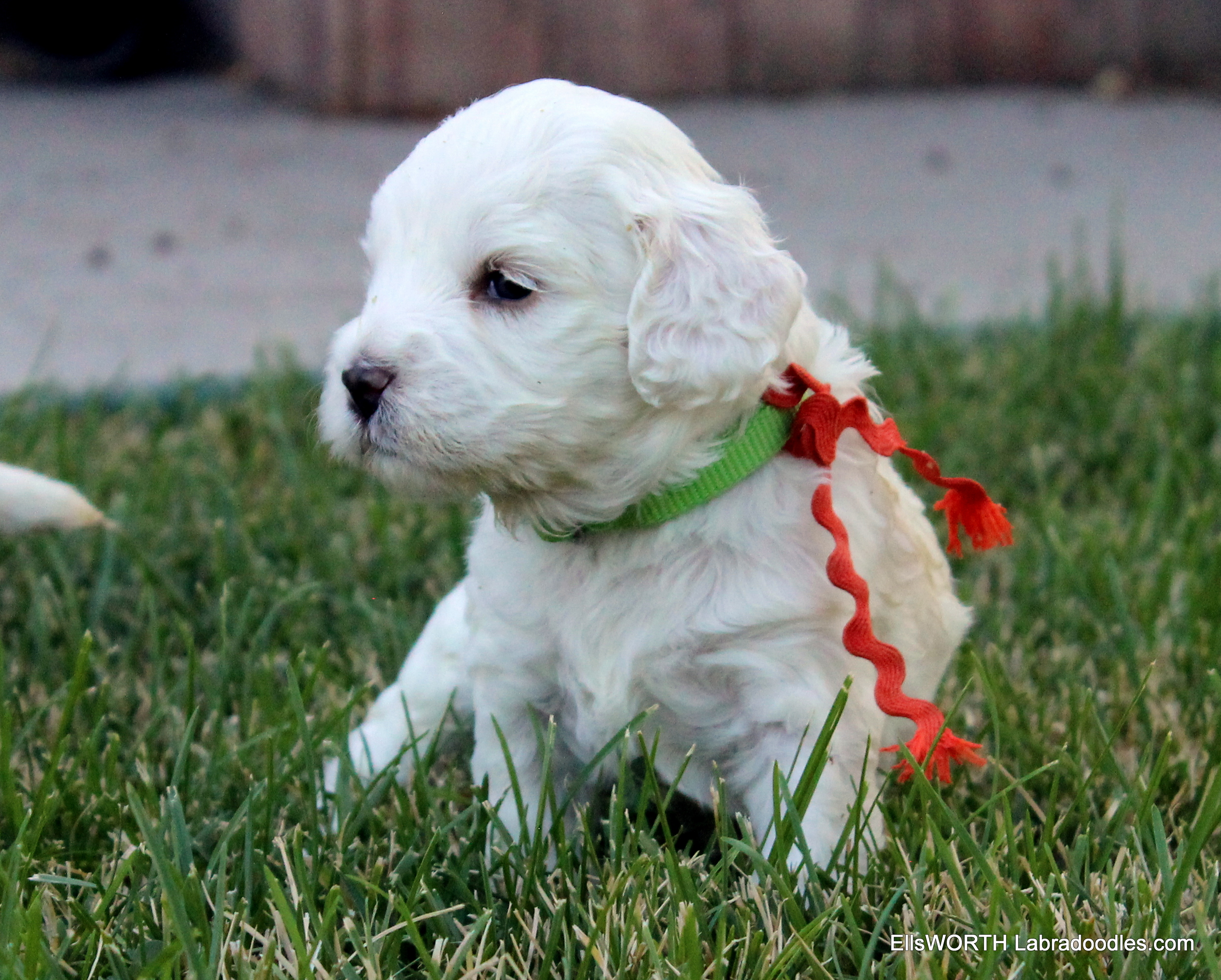 oopss I put an orange ribbon on a