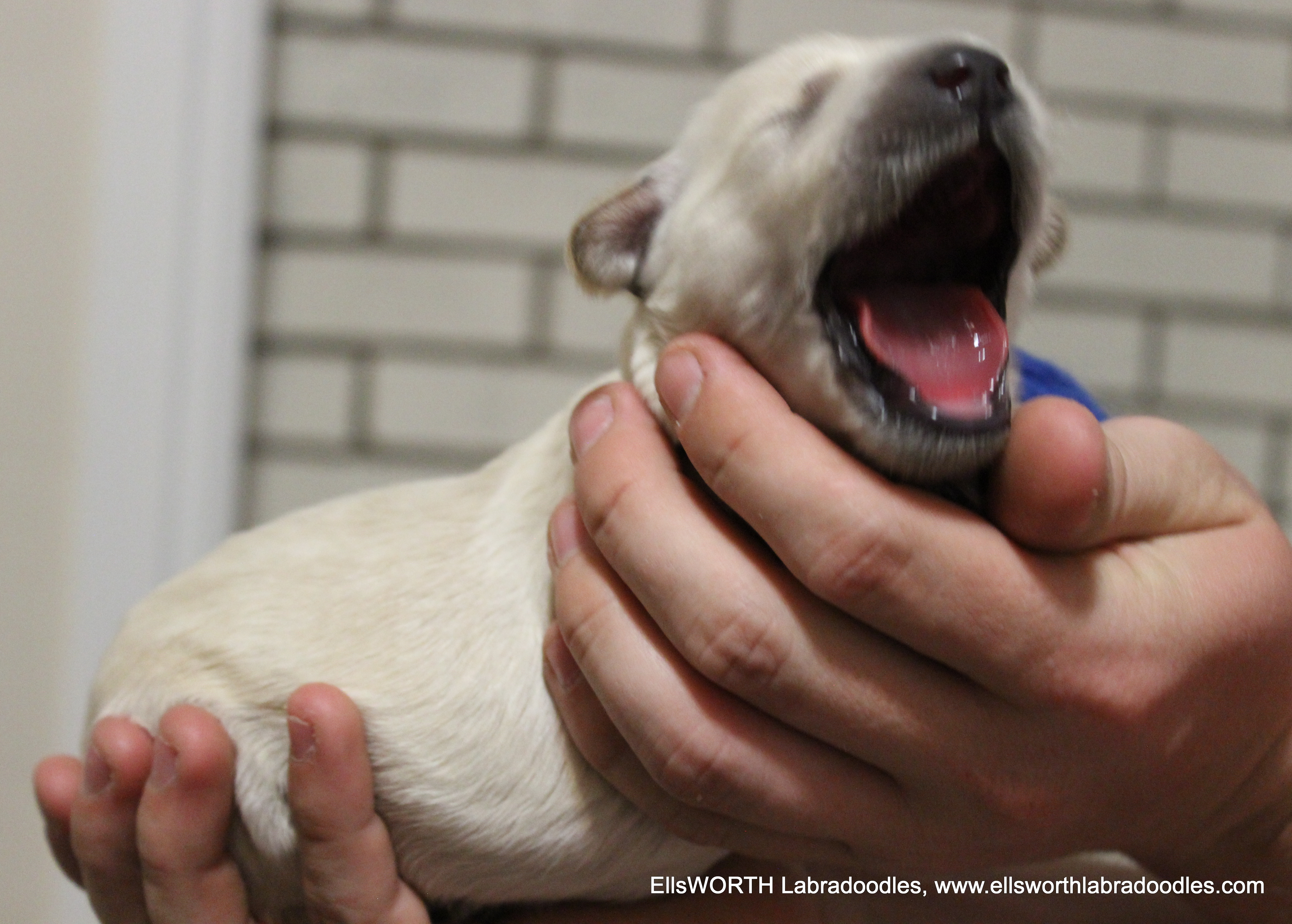 love the yawns