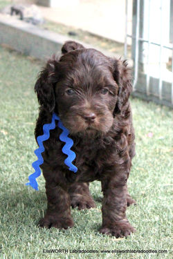 5 weeks old weighs 4.14lbs