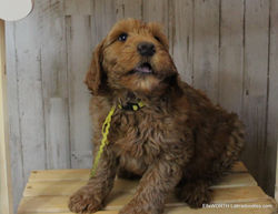 at 8 weeks old he weighed 9.9 lbs