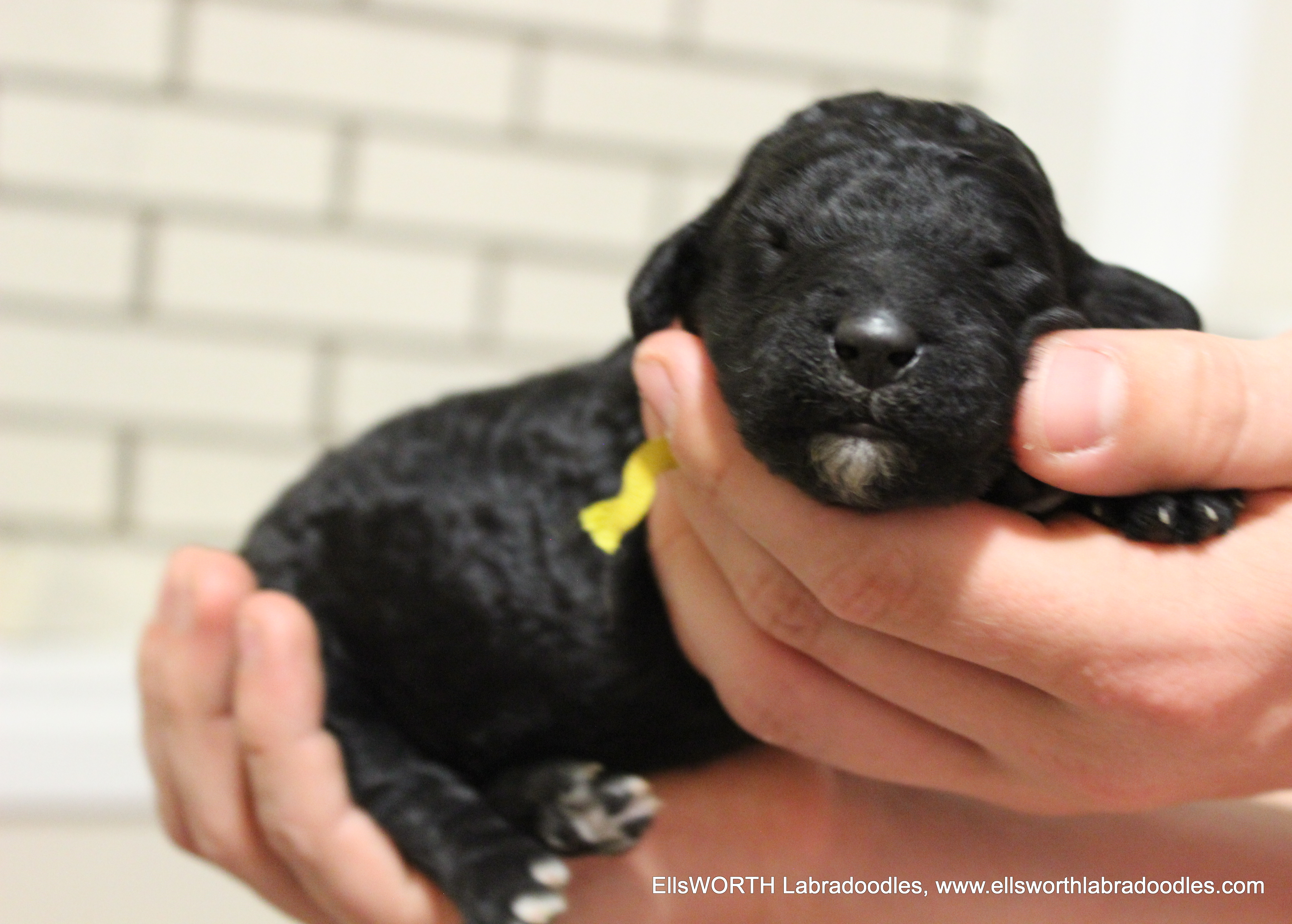 1 week old weighs 1.27 lbs