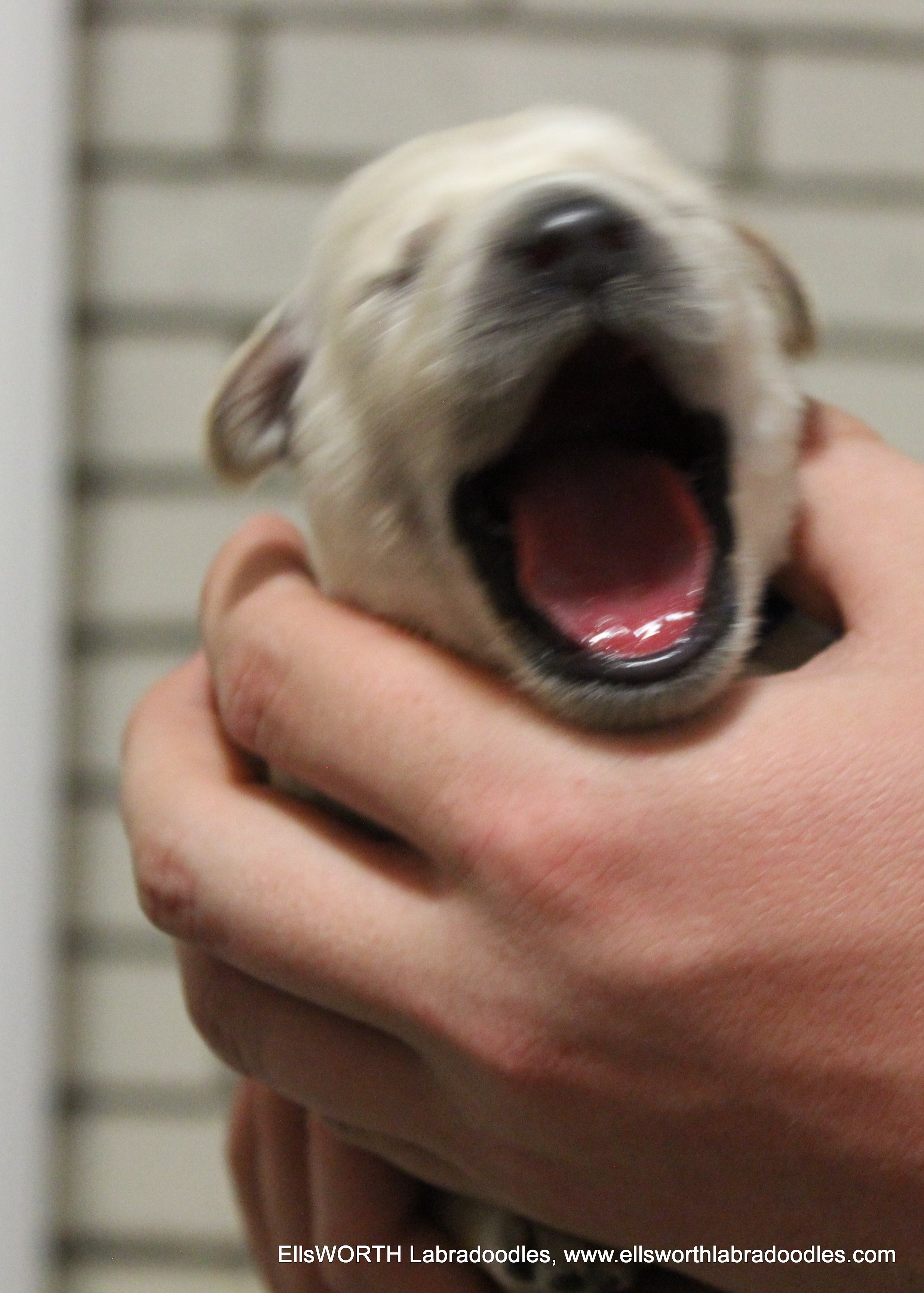 1 week old weighs 1.46 lb
