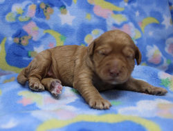 1 week old weighs 1.09