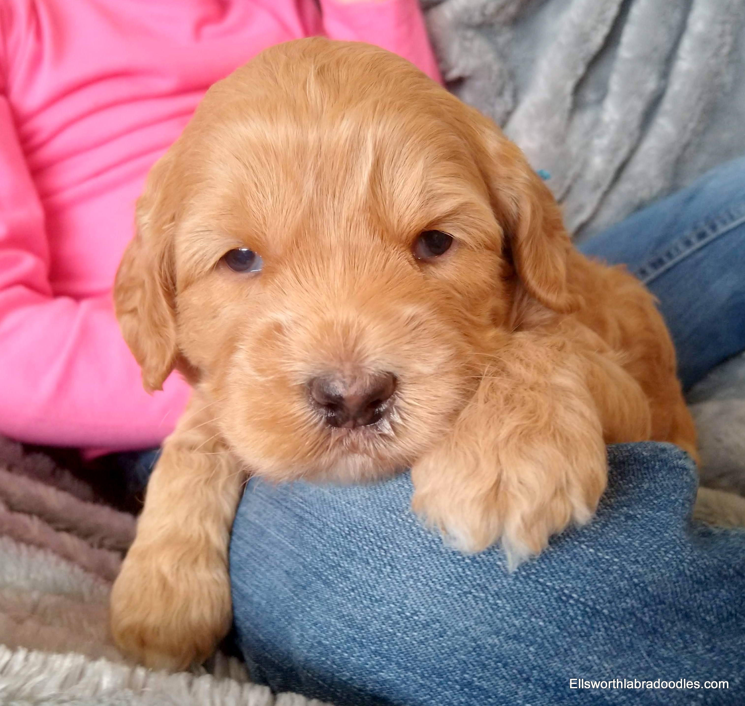 3 weeks old