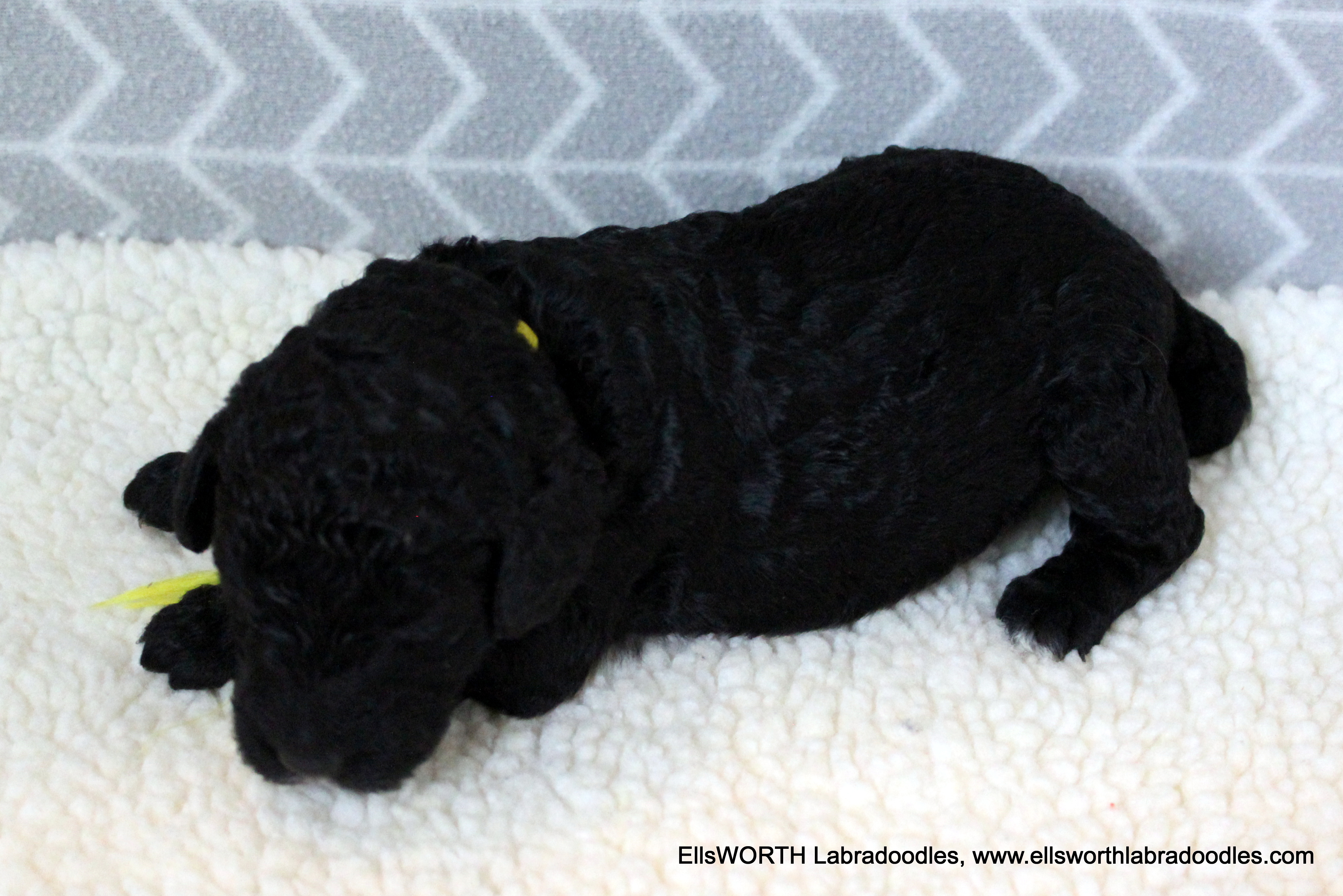2 week old weight: 2.08