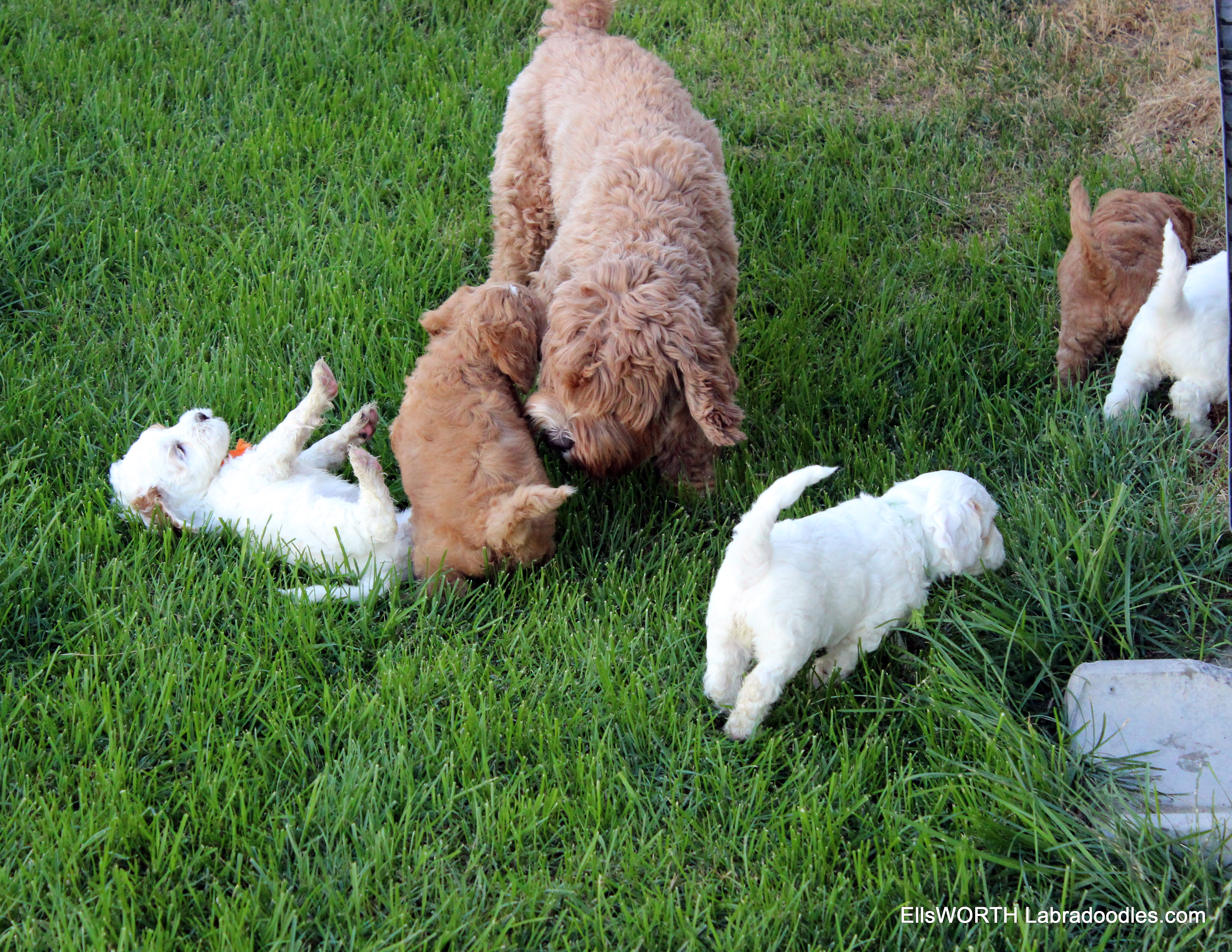 playing with Mama