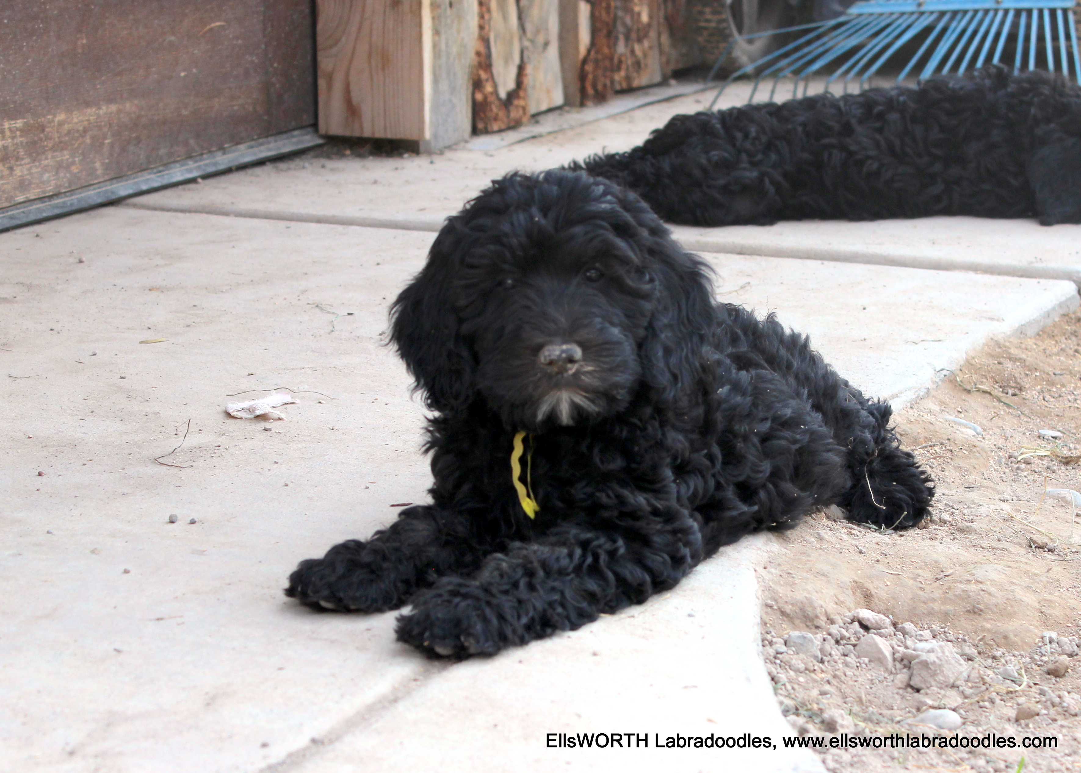 she is a curly sweetheart!