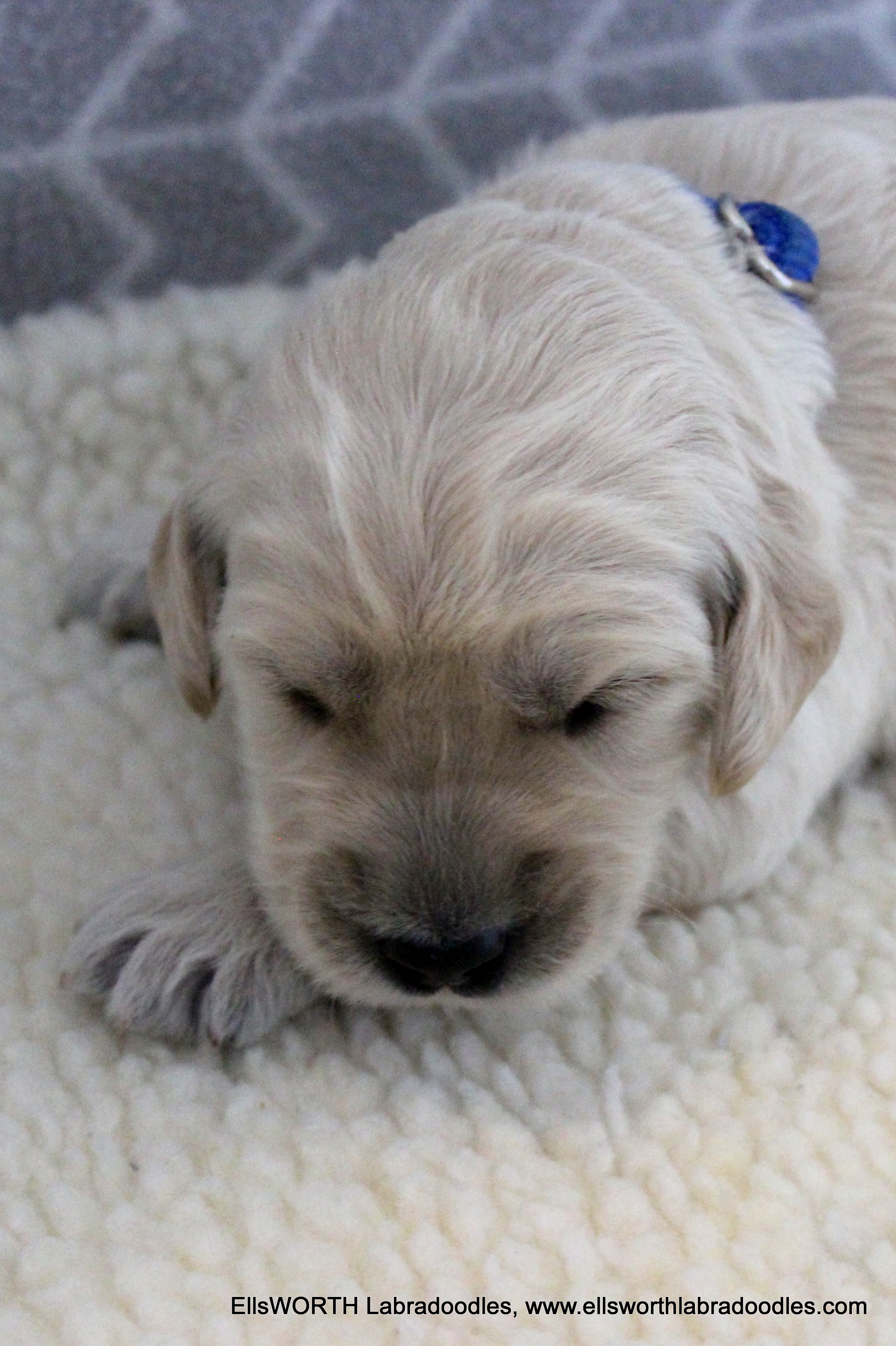 2 weeks old weight: 2.44 lbs