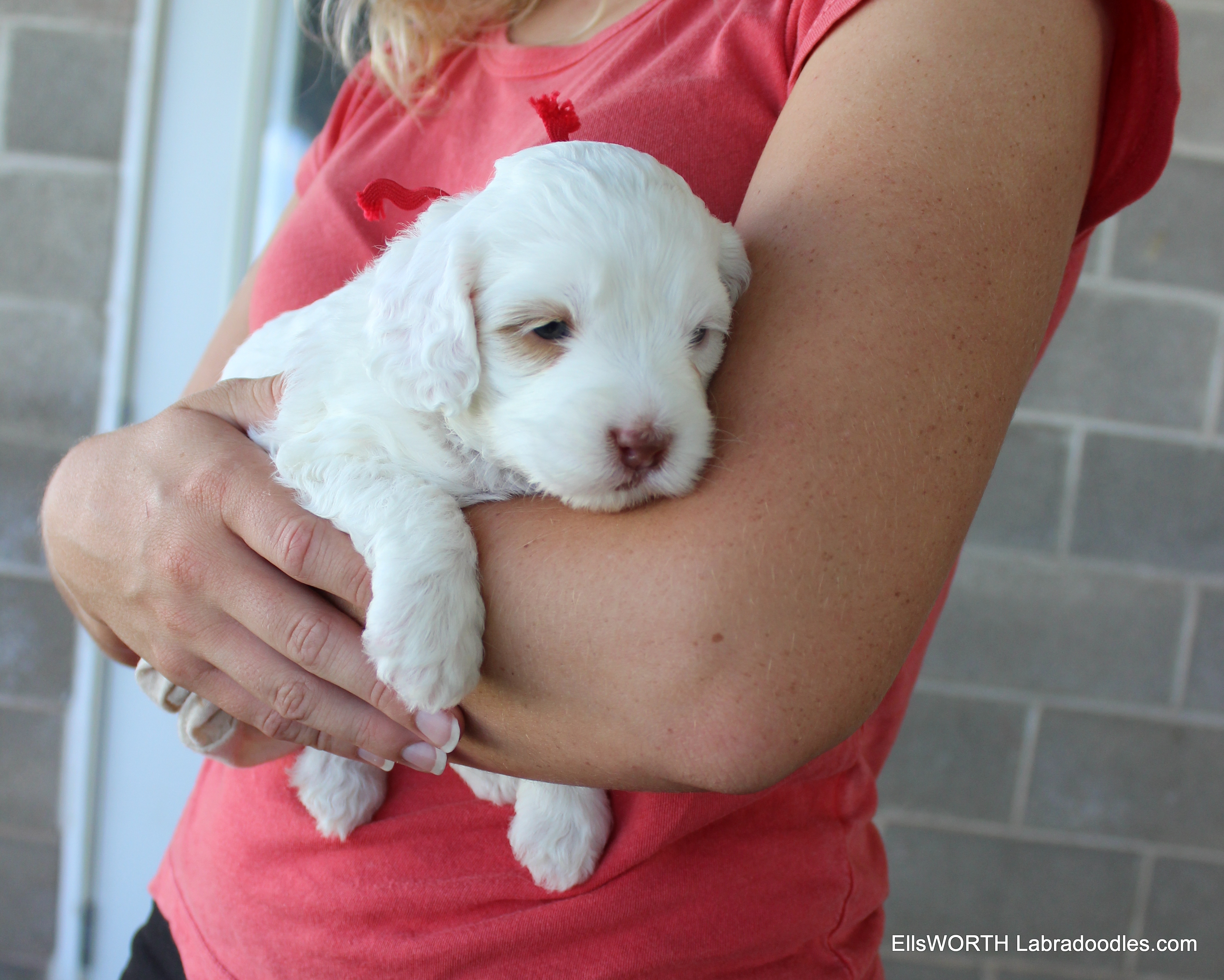 4 weeks old weighs 2.7 lbs