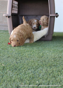 first time in the back yard