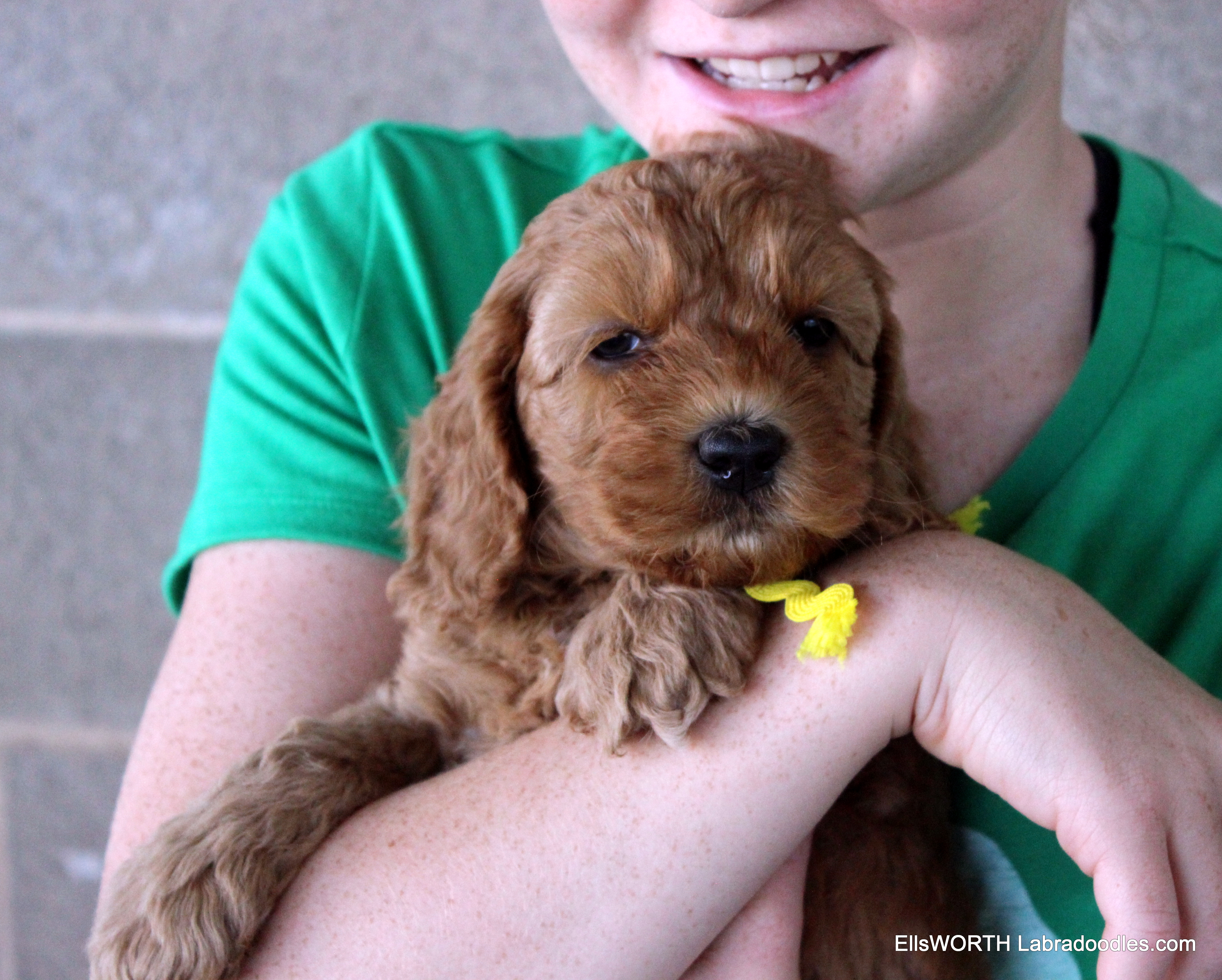 6 weeks old weighs 4.13 lbs