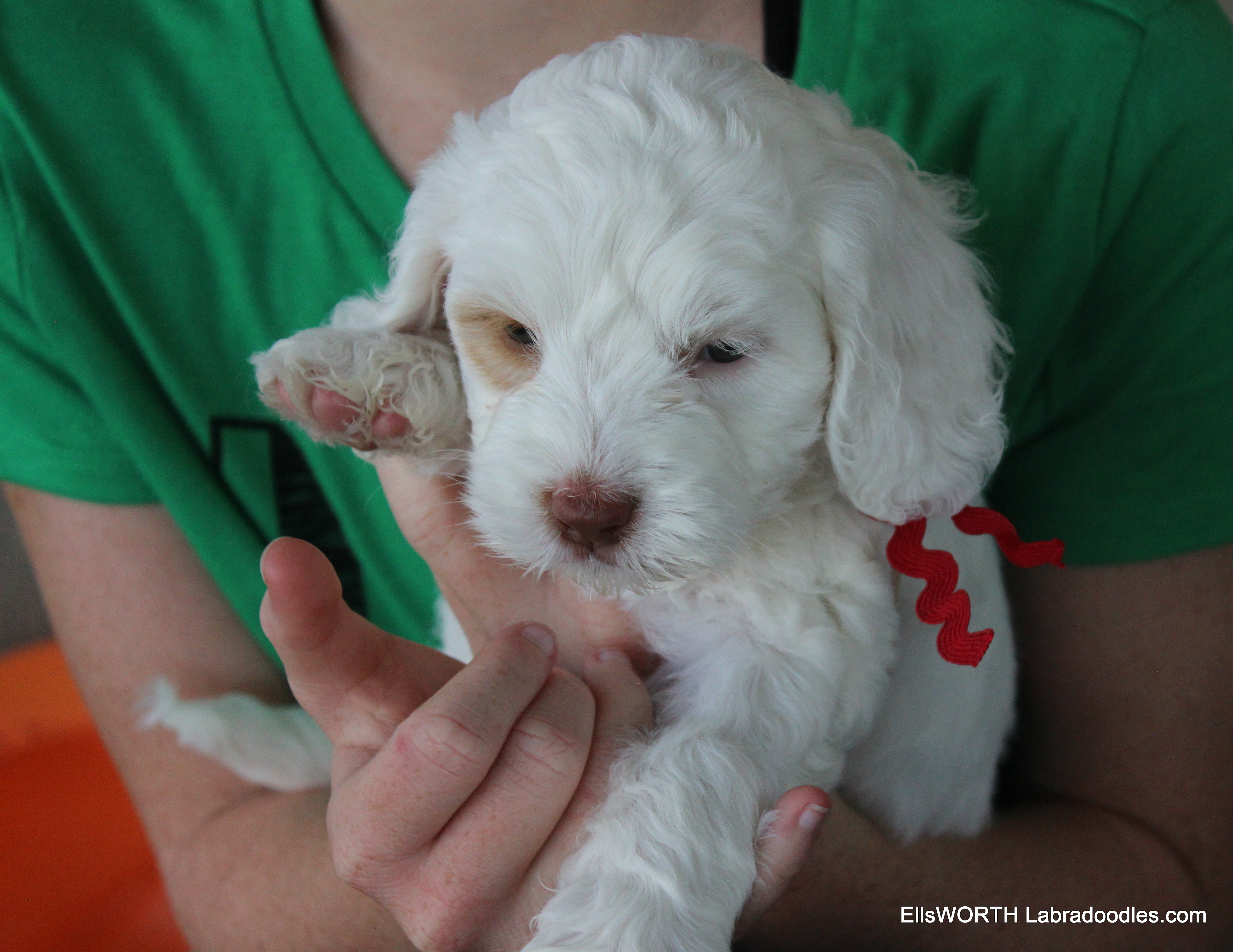 6 weeks old weighs 4.65 lbs