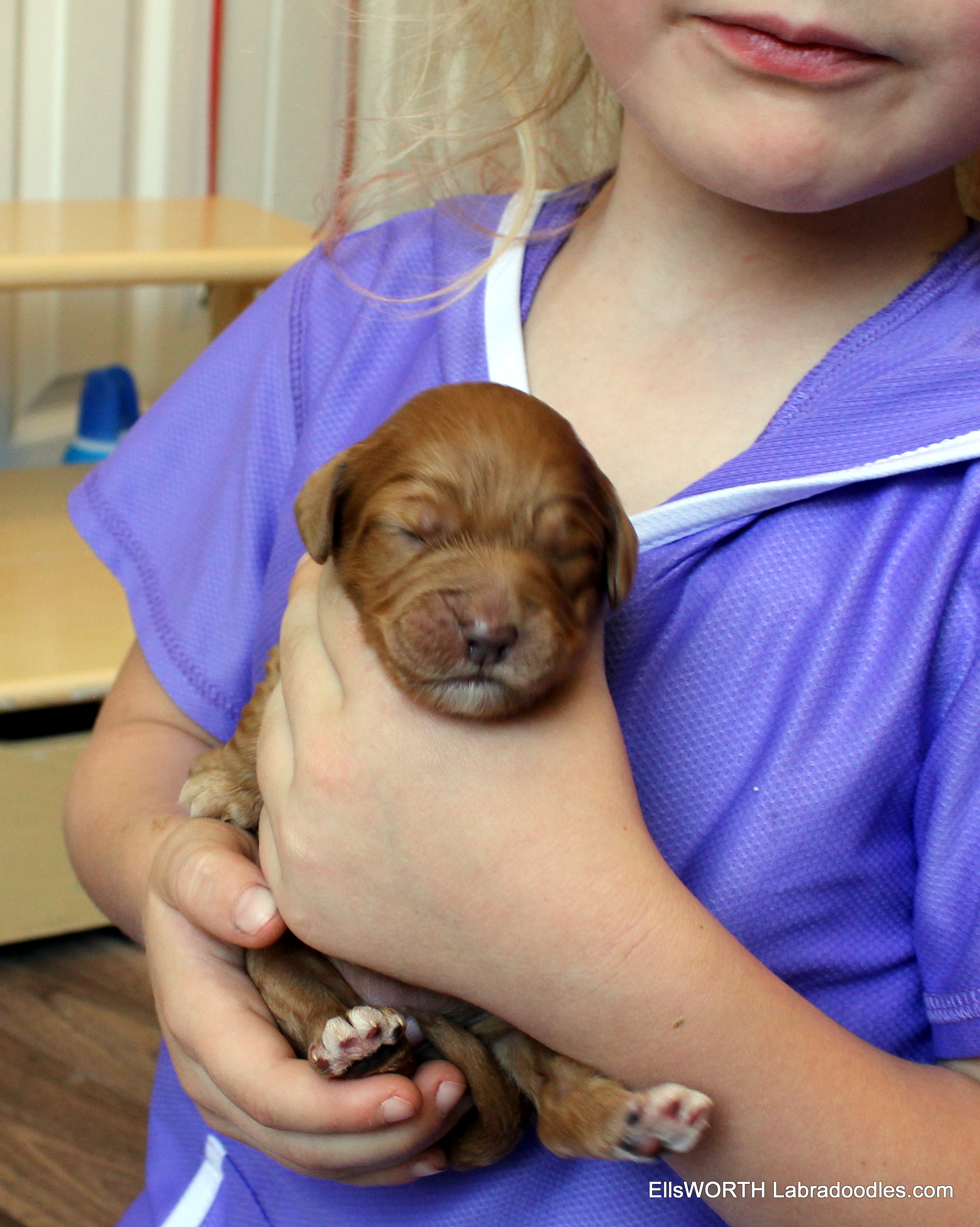 1 week old weighs 1.04 lbs