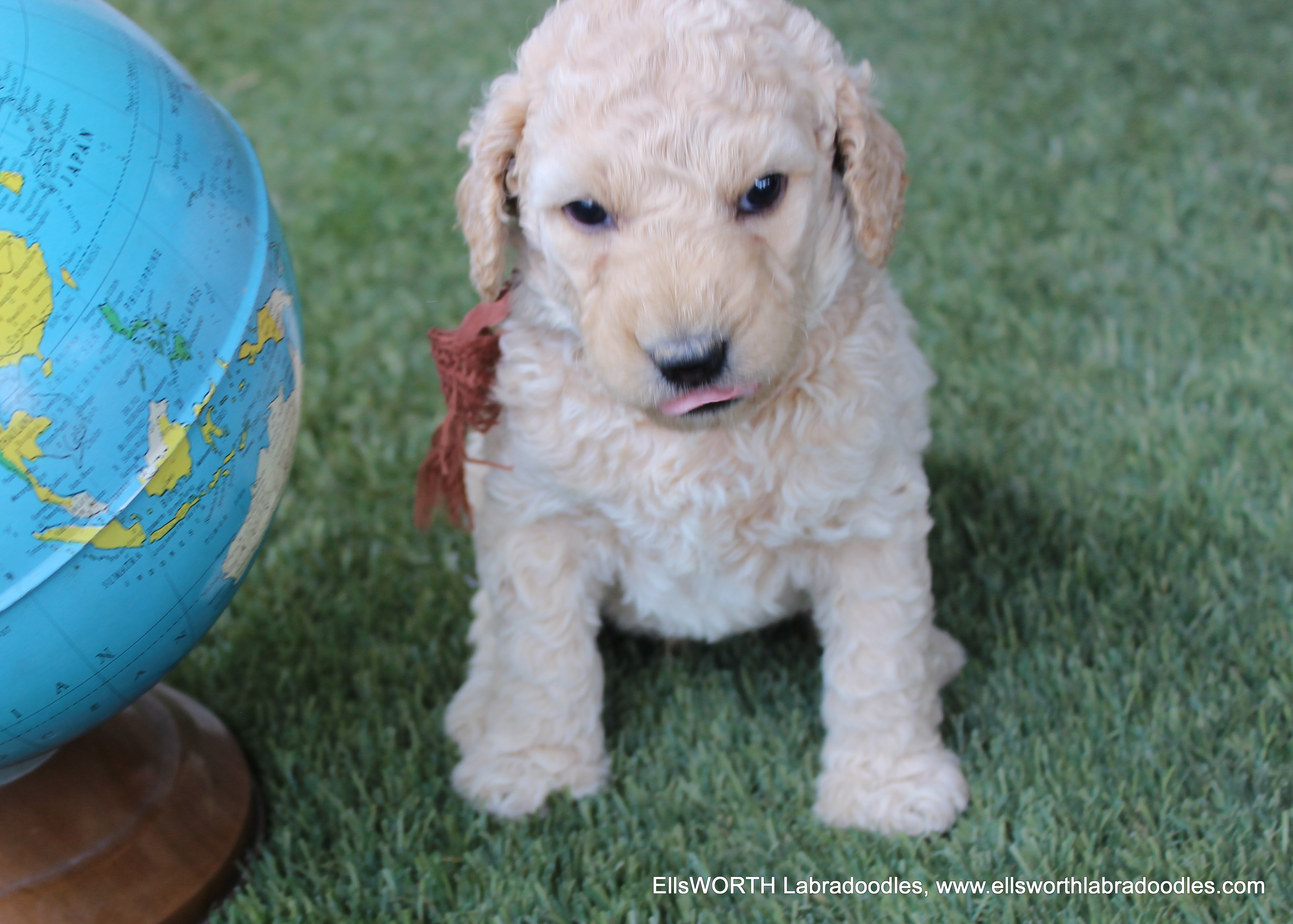 he is so curly and cute!